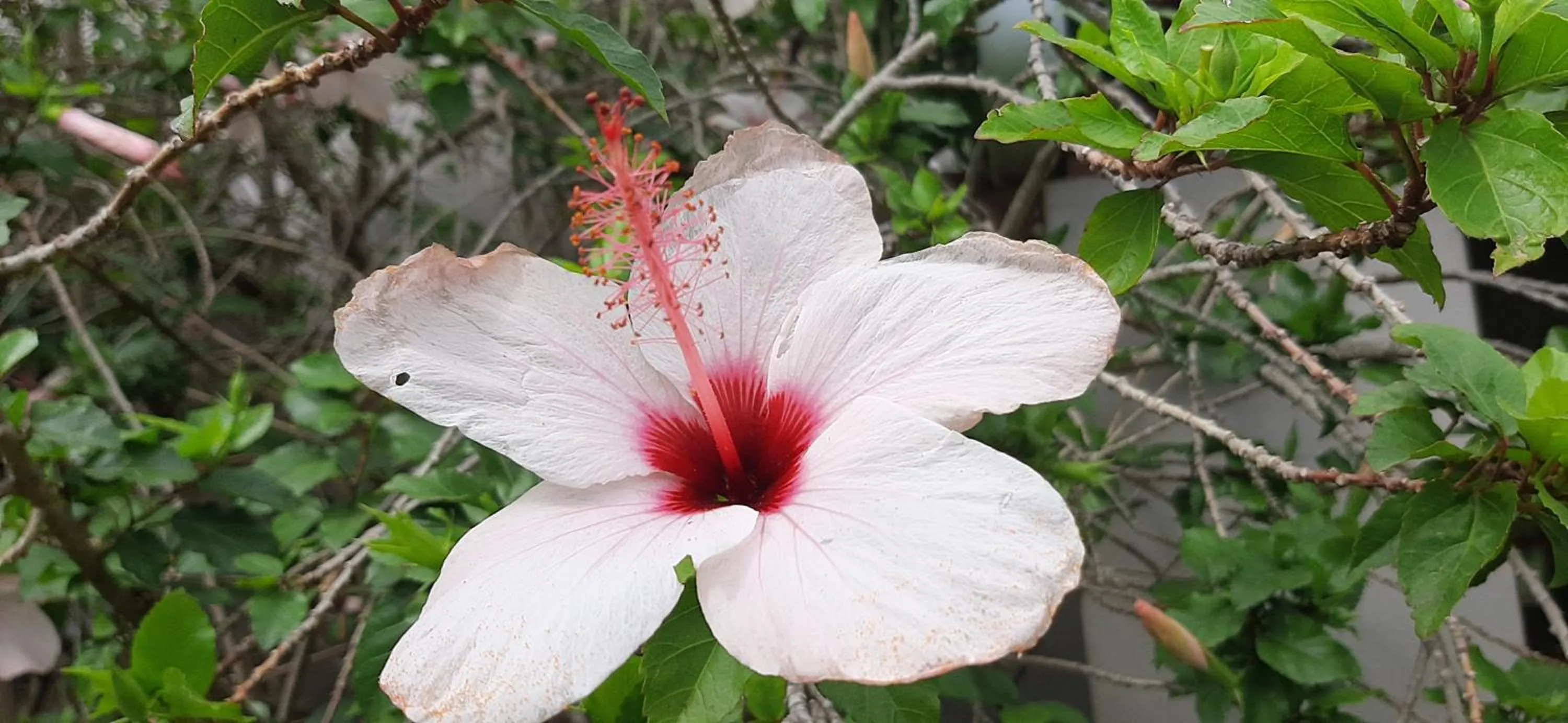 Garden in Abigail's Garden Cottage