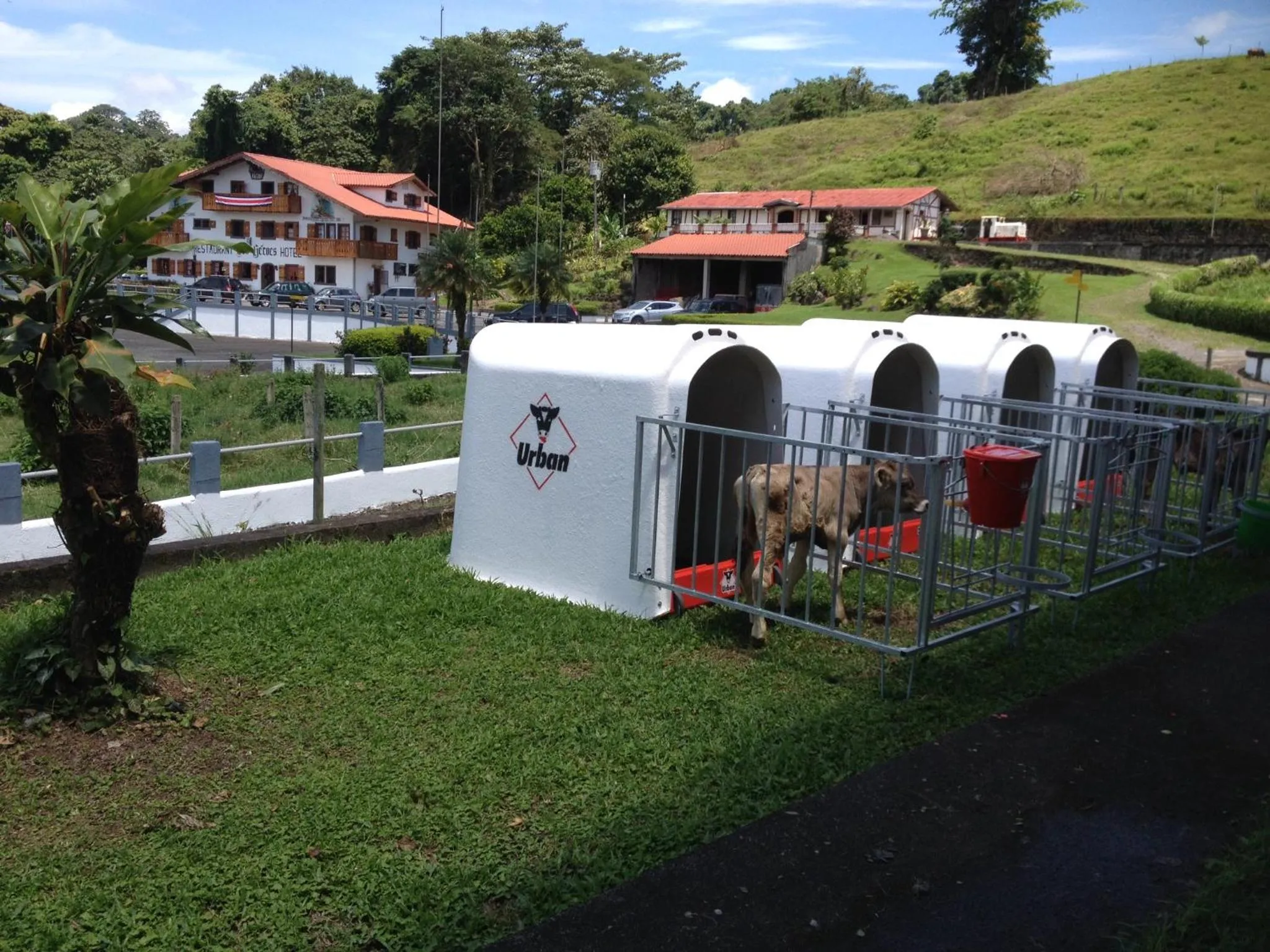 Animals in Los Héroes