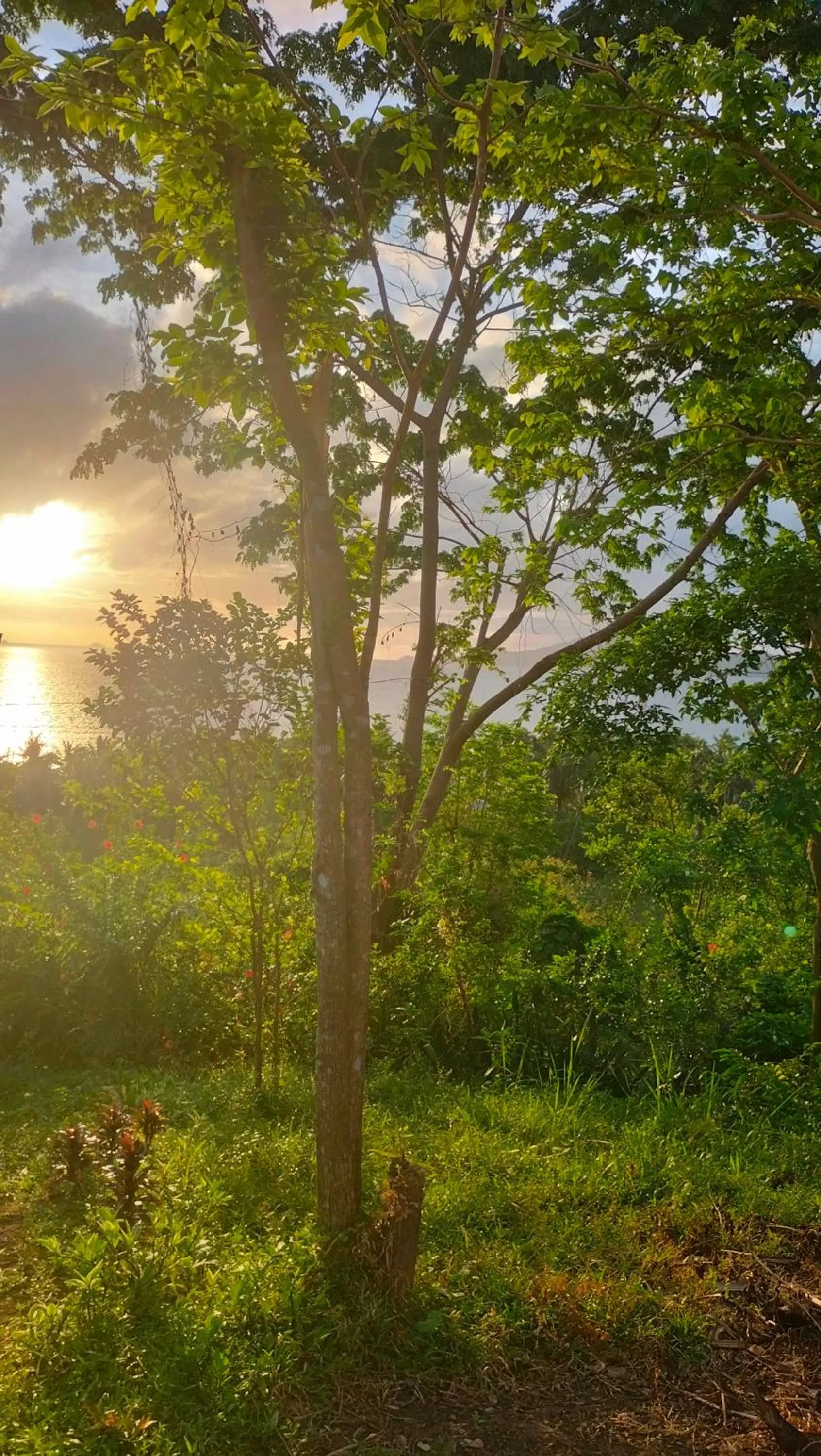 View (from property/room) in Erlittop Nature Lodge