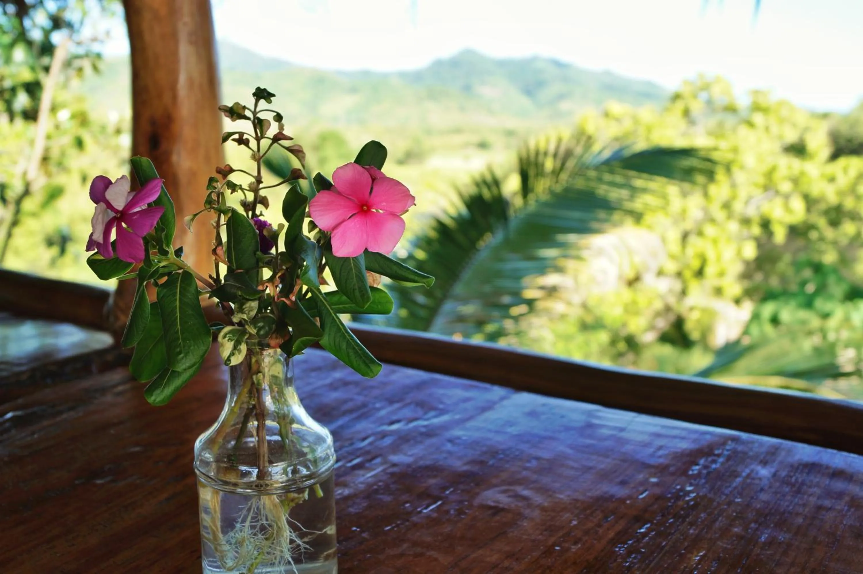 Restaurant/places to eat in Erlittop Nature Lodge