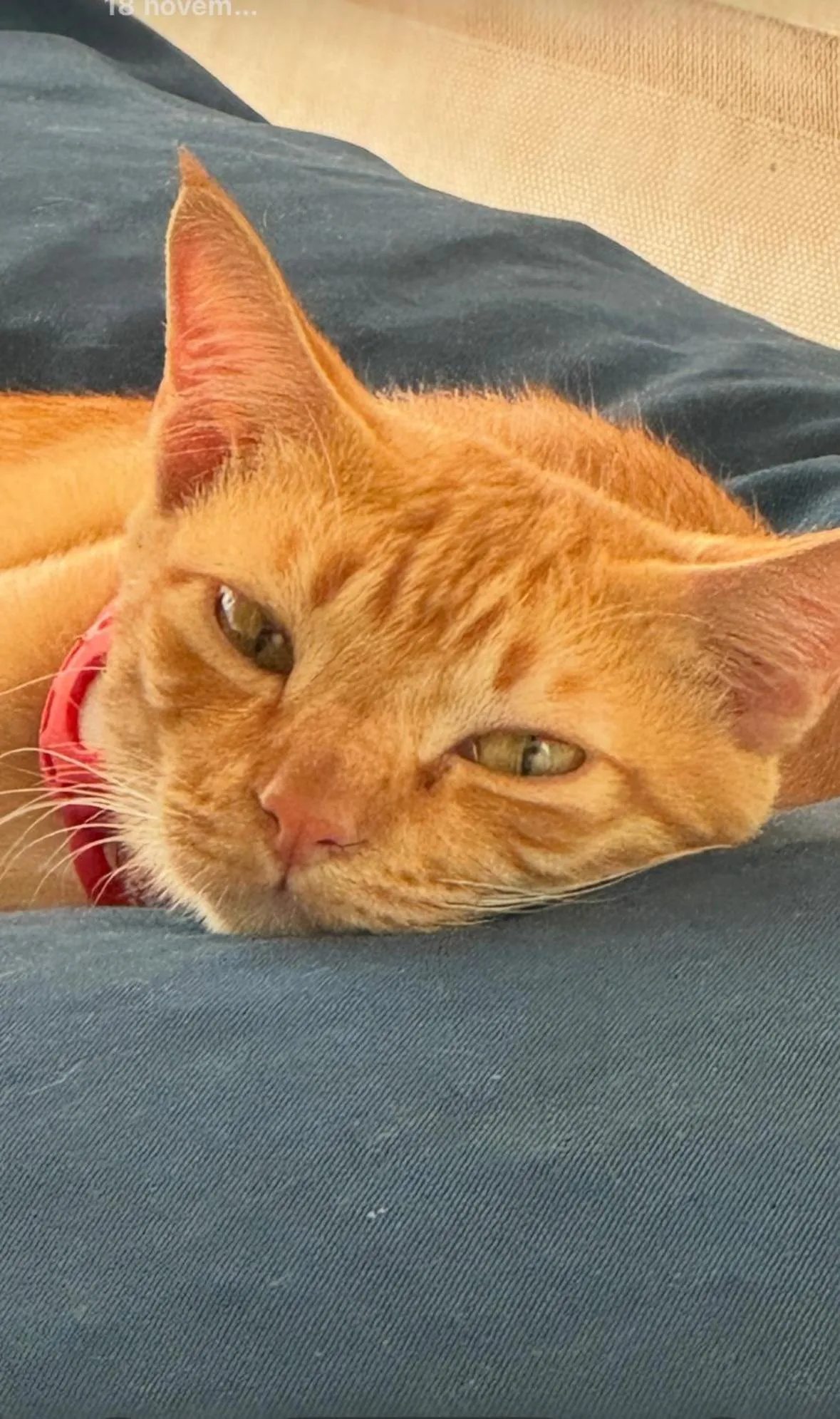 Bluerama - Adults Only