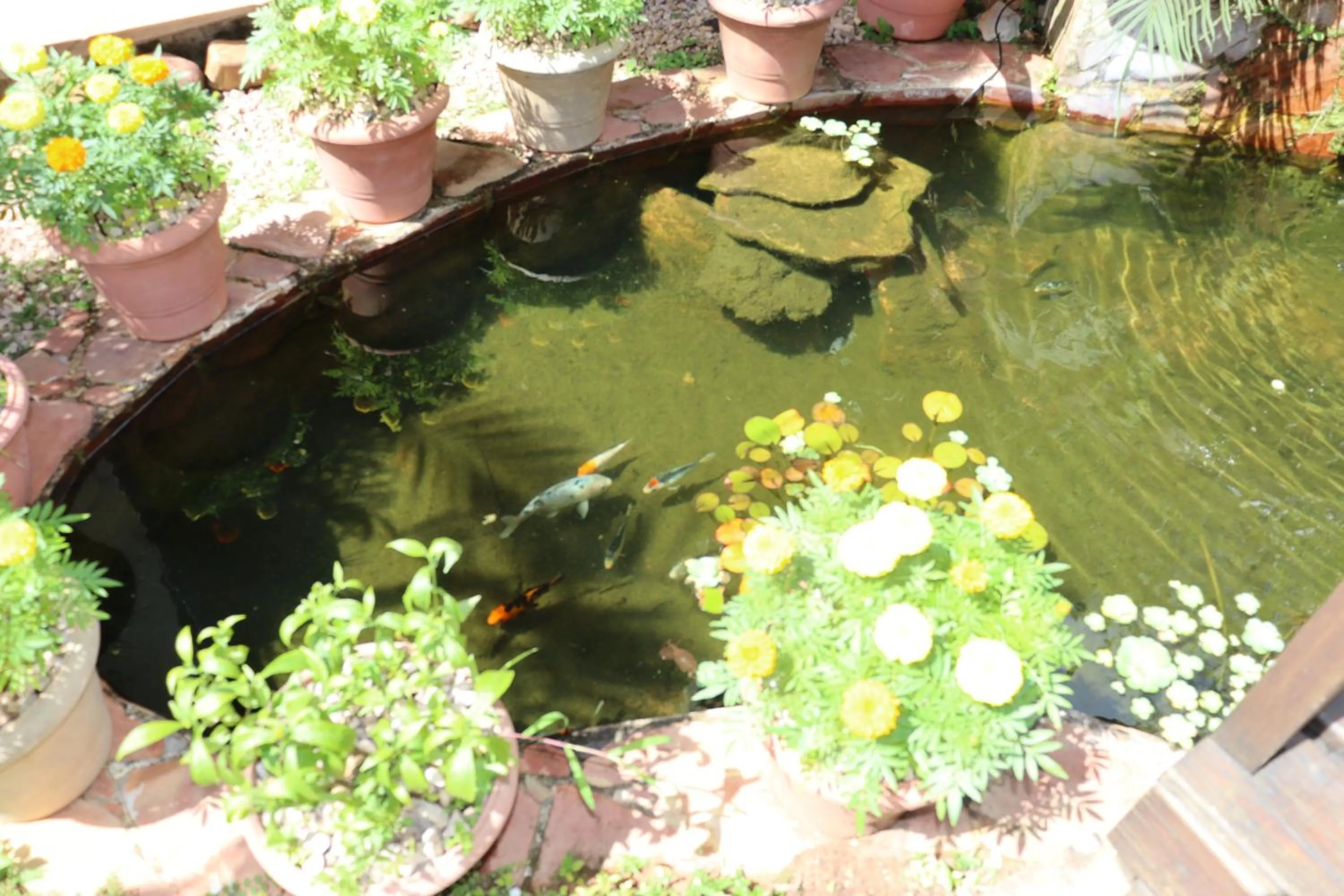 Garden in Eco Pousada Jardim do Eden