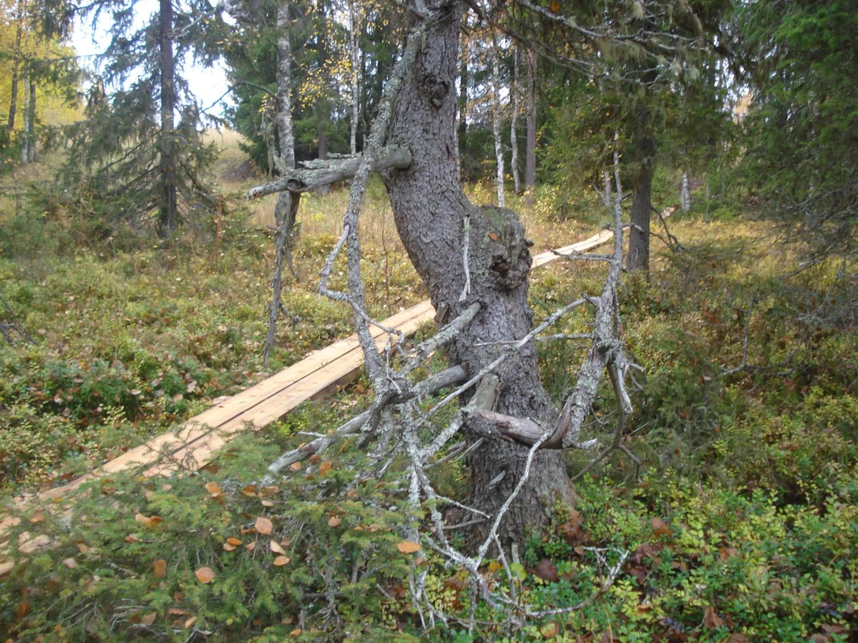 Toola-Lodge