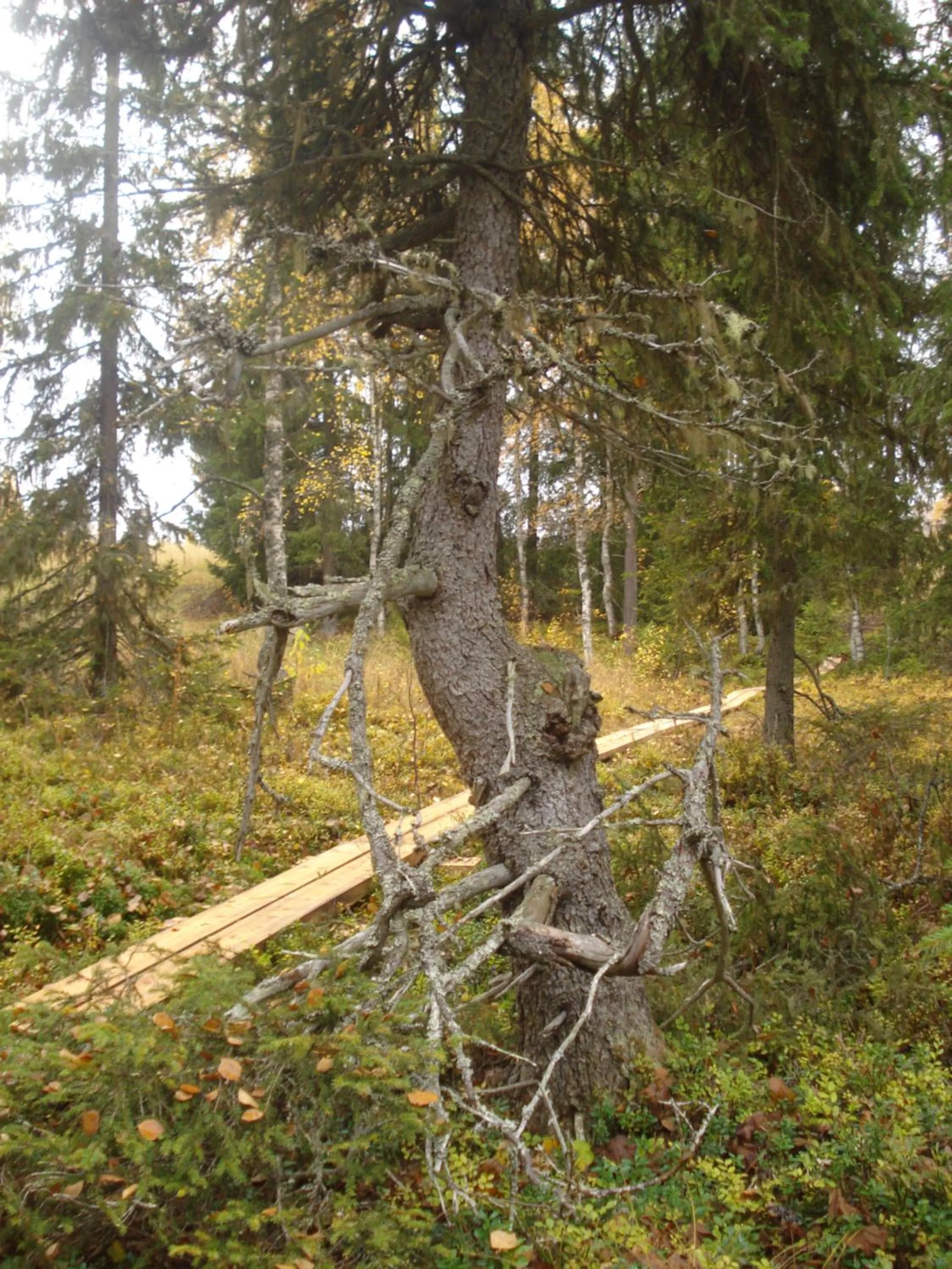 Toola-Lodge