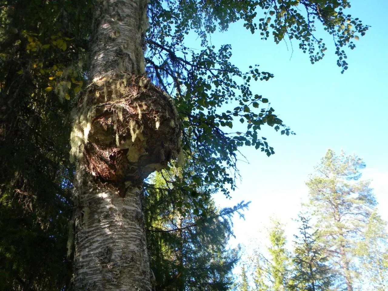 Toola-Lodge