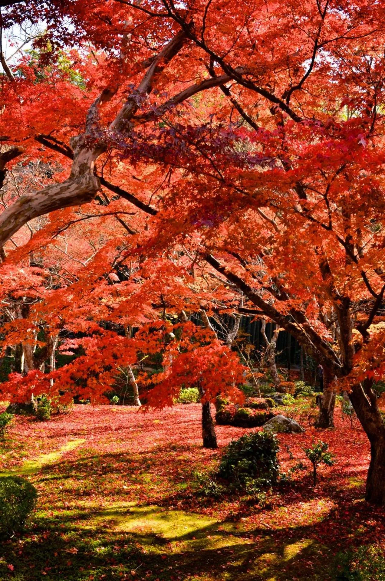 Off site in add-Hostel Uji Cha-gan-ju-tei