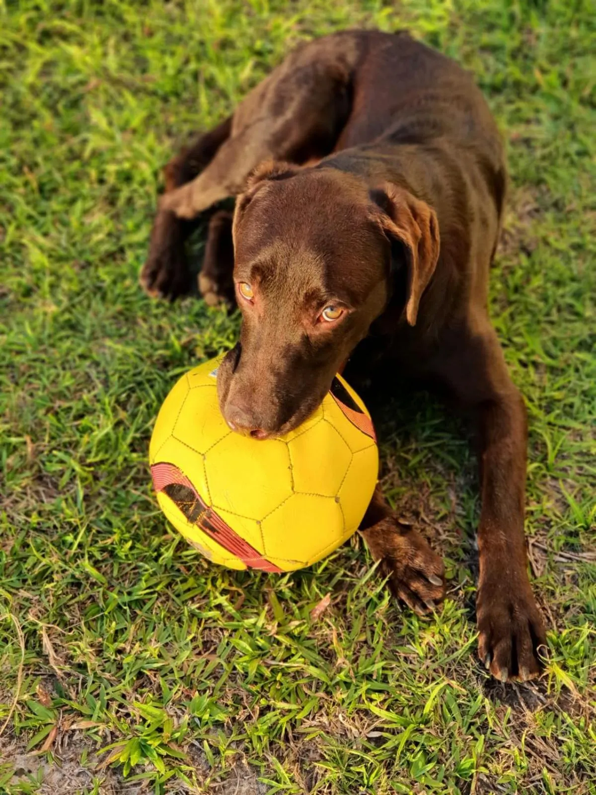Pets in Center Hotel
