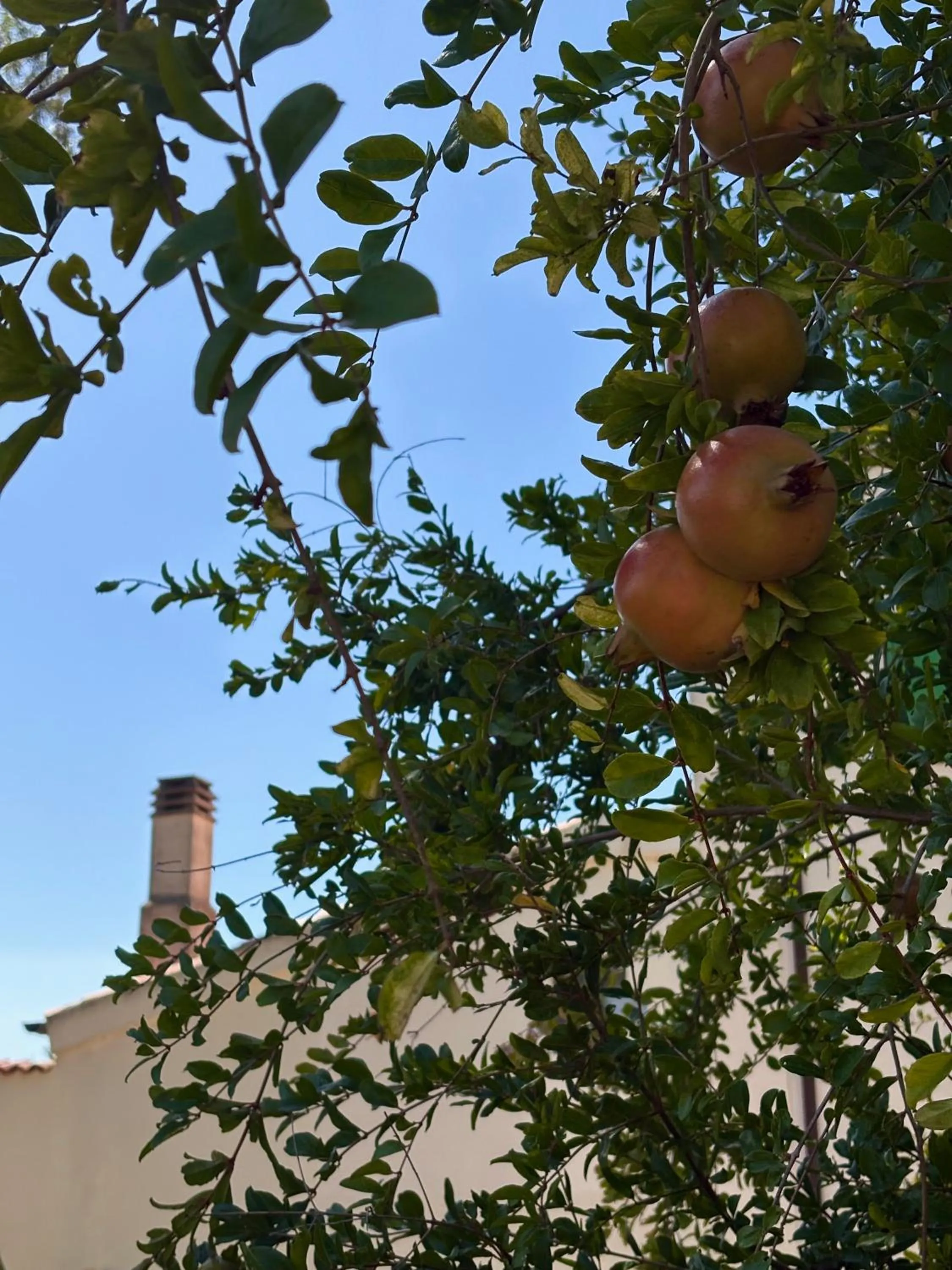 Garden in Hotel Masseria Marziale