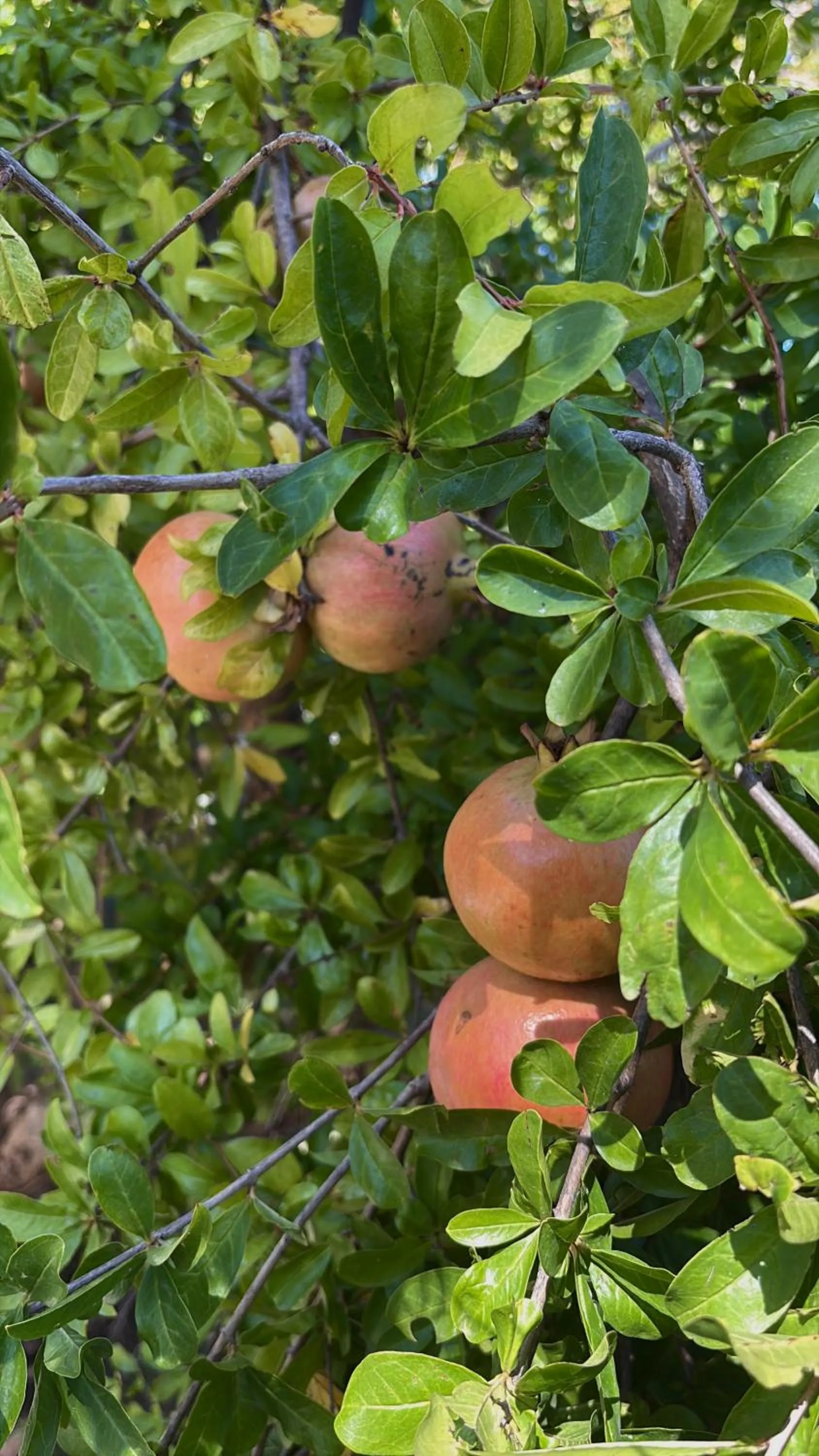 Day in Hotel Masseria Marziale