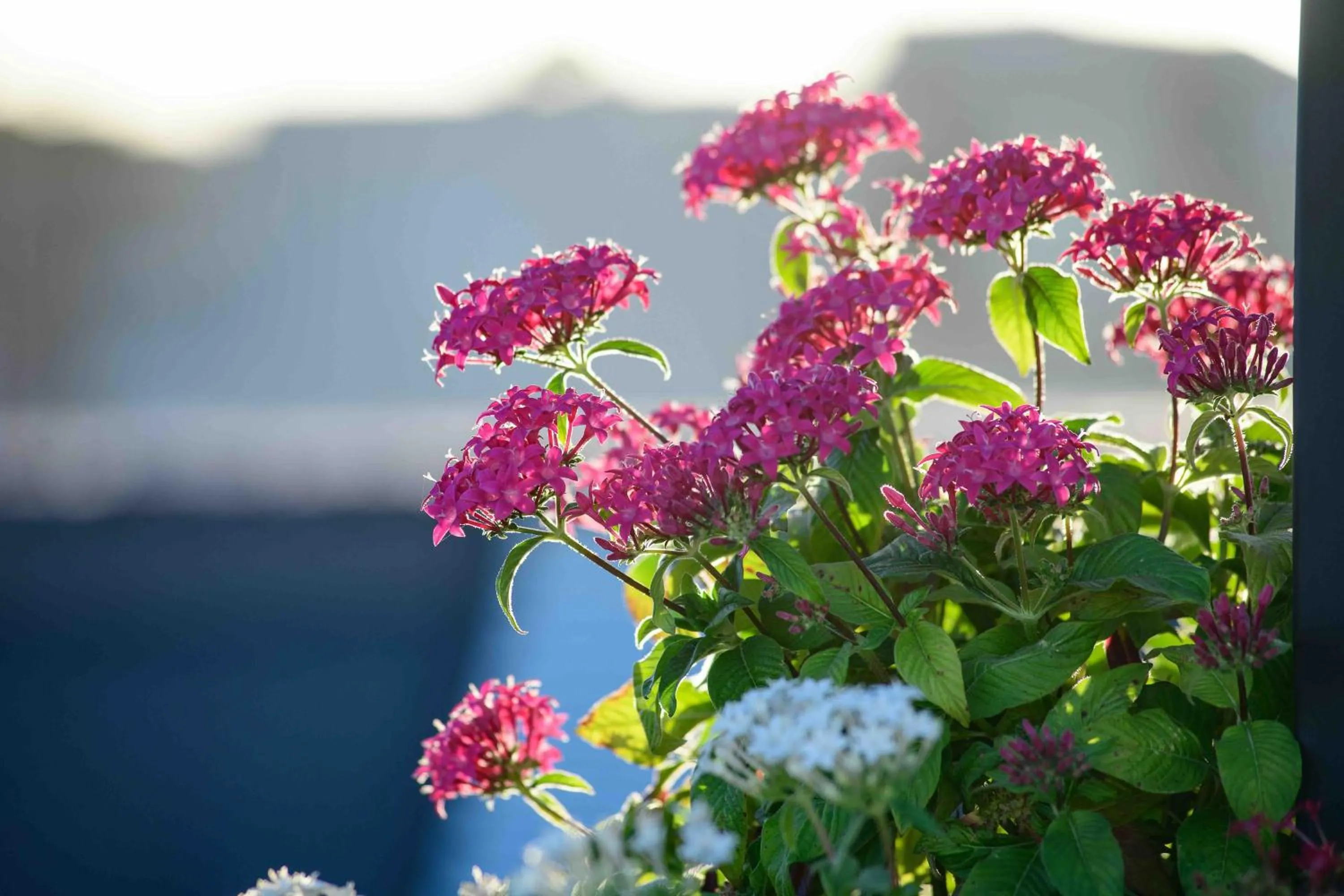 Balcony/Terrace in Atticobianco B&B