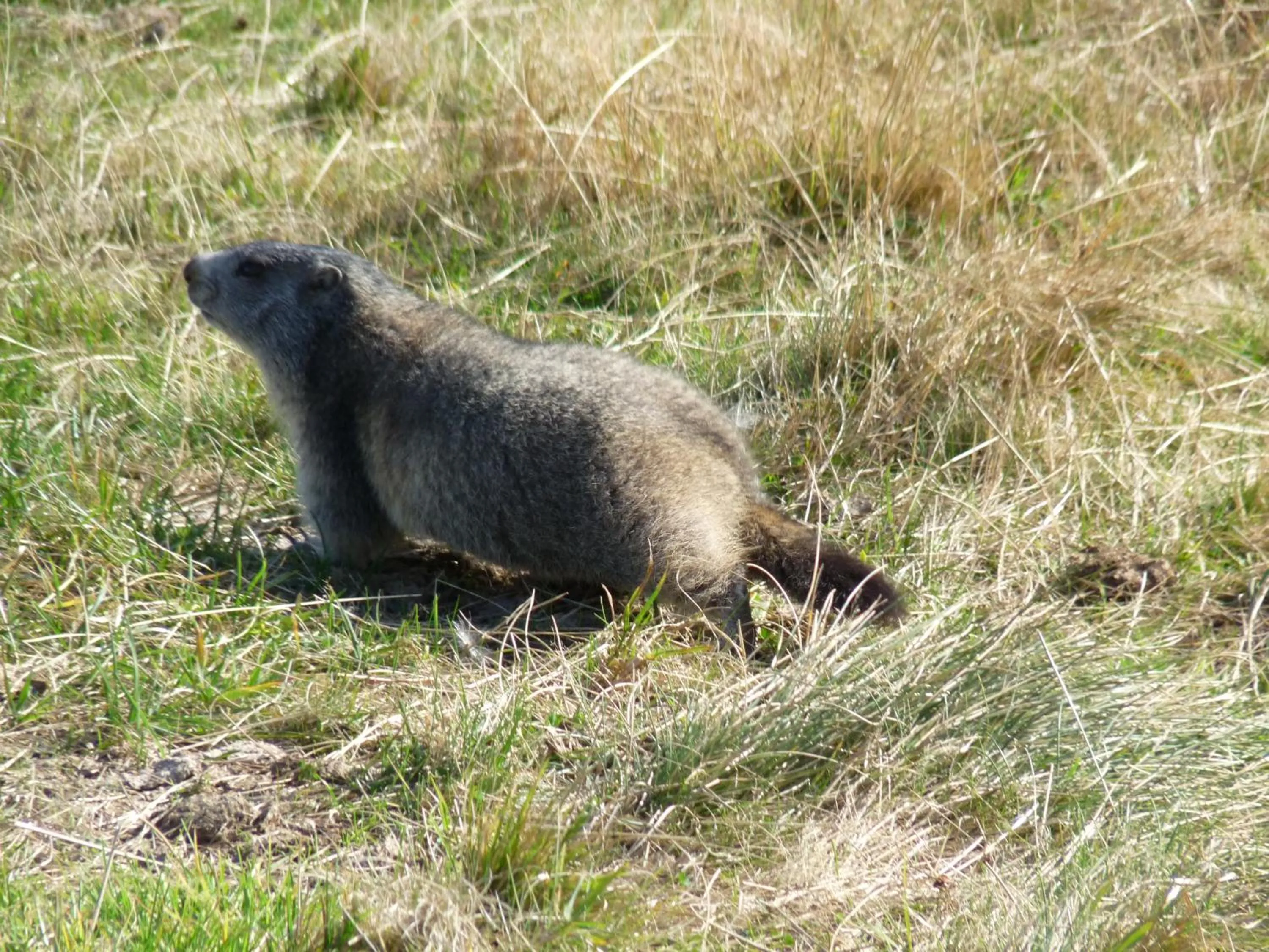 Natural landscape in Chalet Hotel Les Marmottes 2 étoiles NN