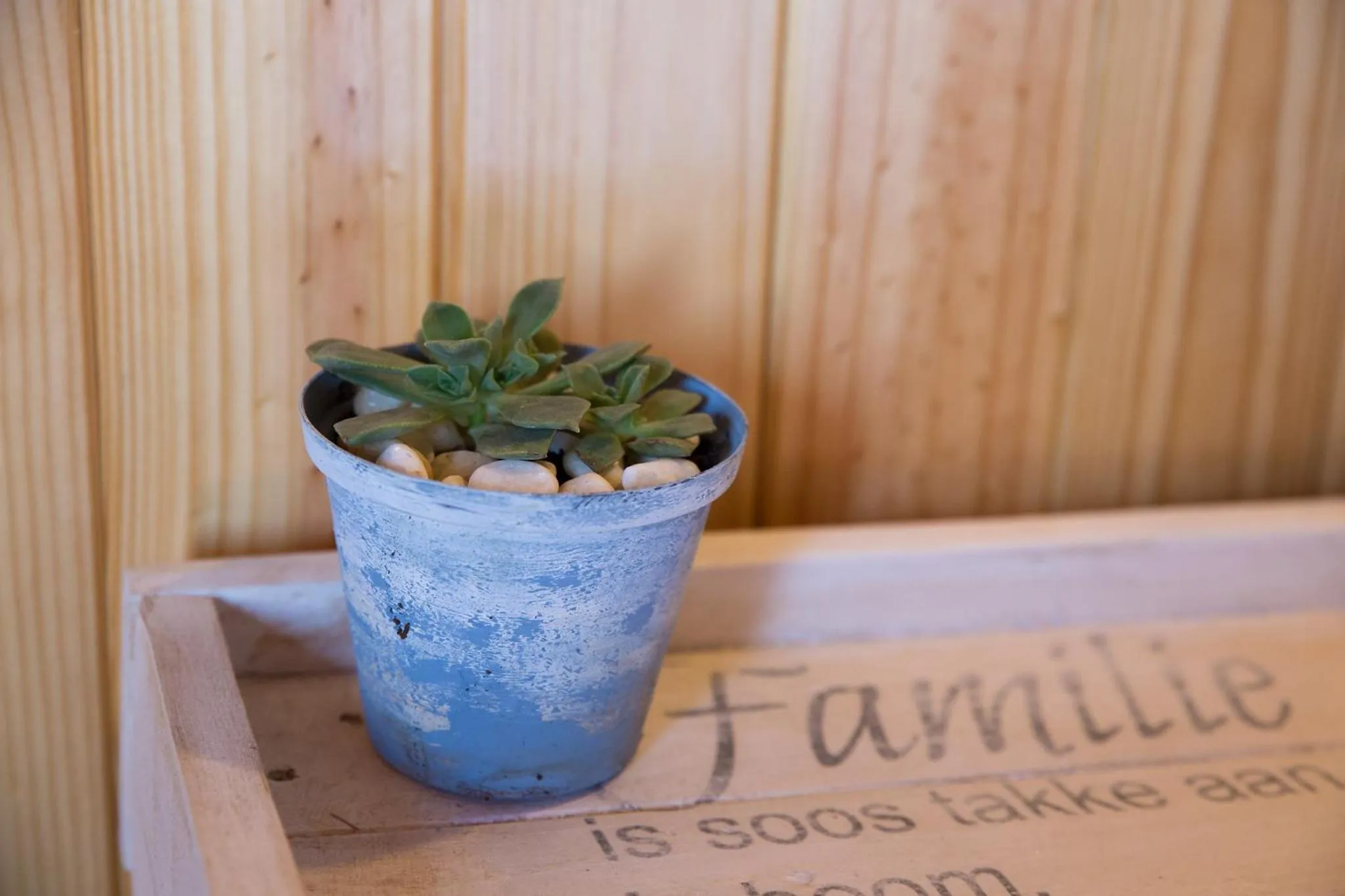 Kalahari Lion's Rest