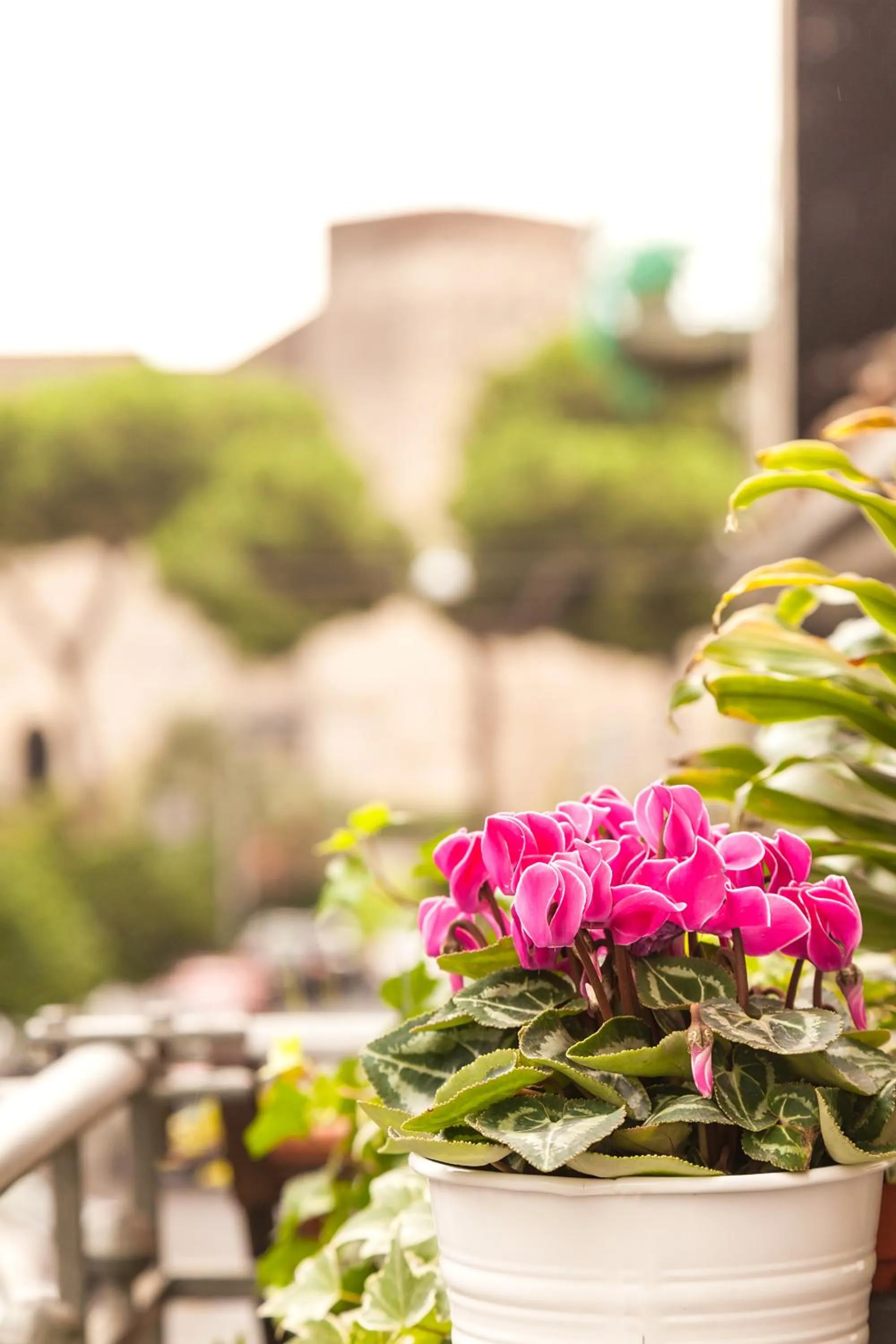 Landmark view in Il Leone Blu