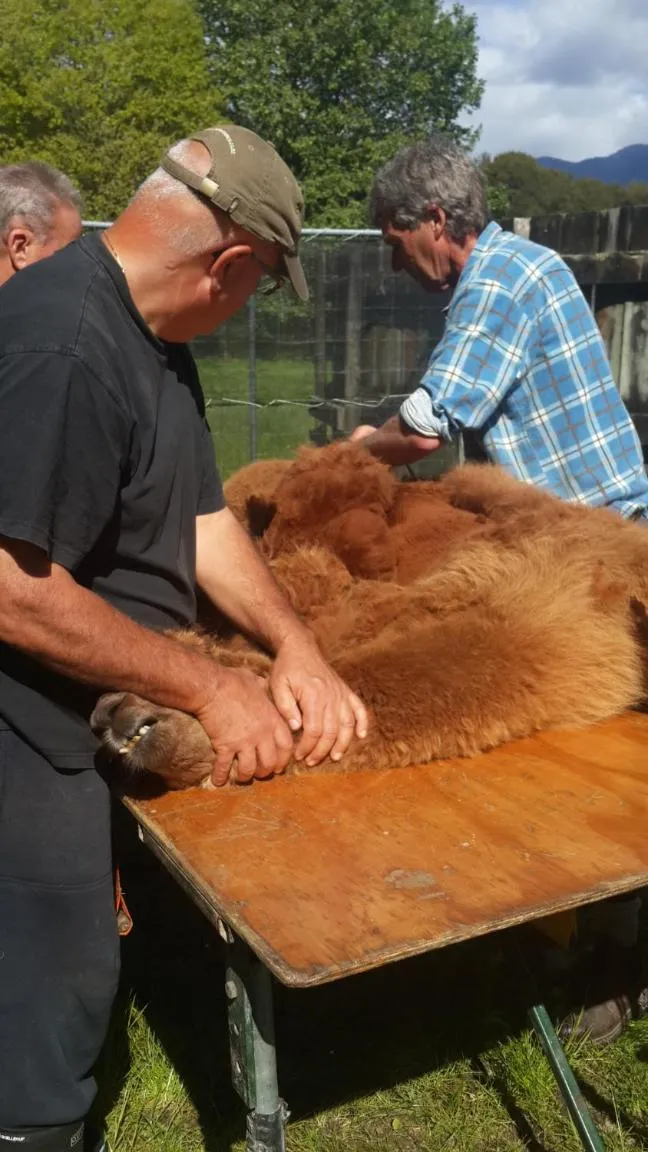 Activities in Golden Caves - Bed and Breakfast