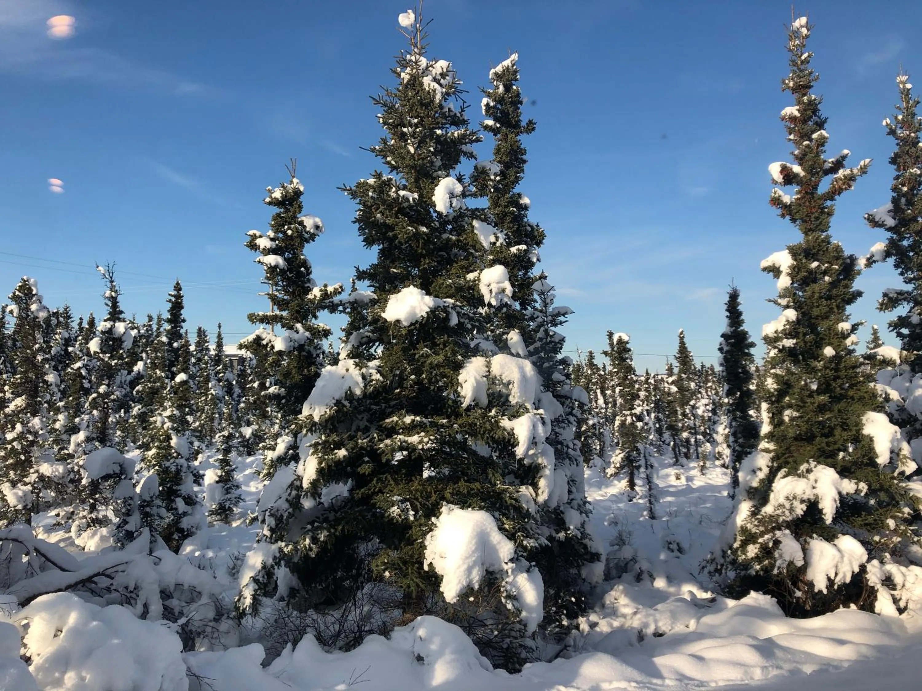 Natural landscape in Aurora Denali Lodge