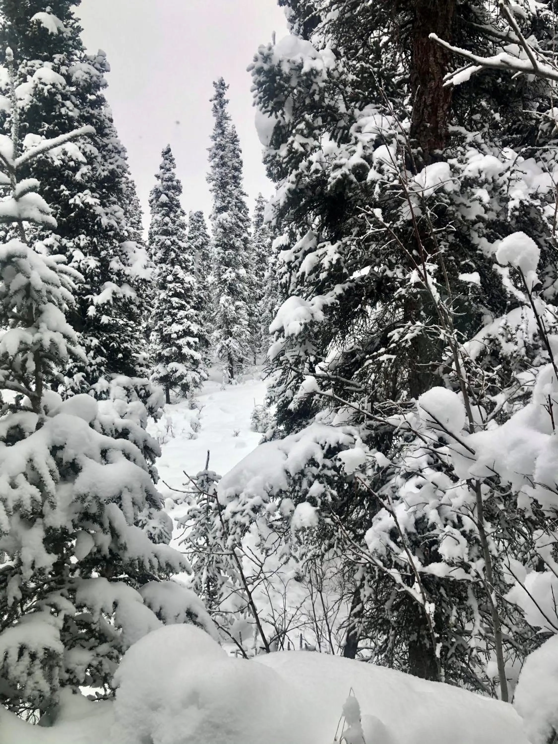 View (from property/room) in Aurora Denali Lodge