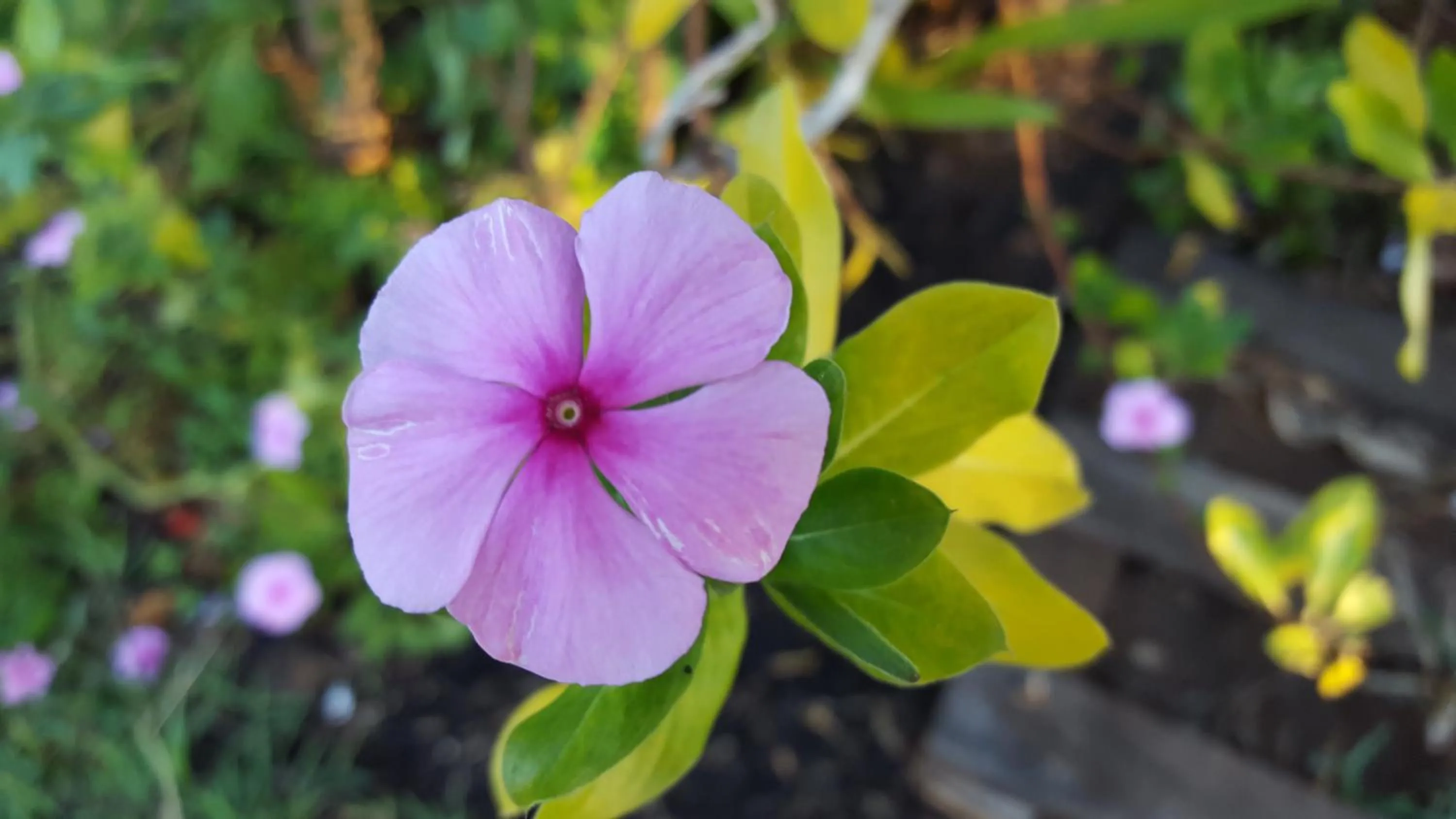 Property building in GITE-Hotel LA CAZ DES ORANGERS