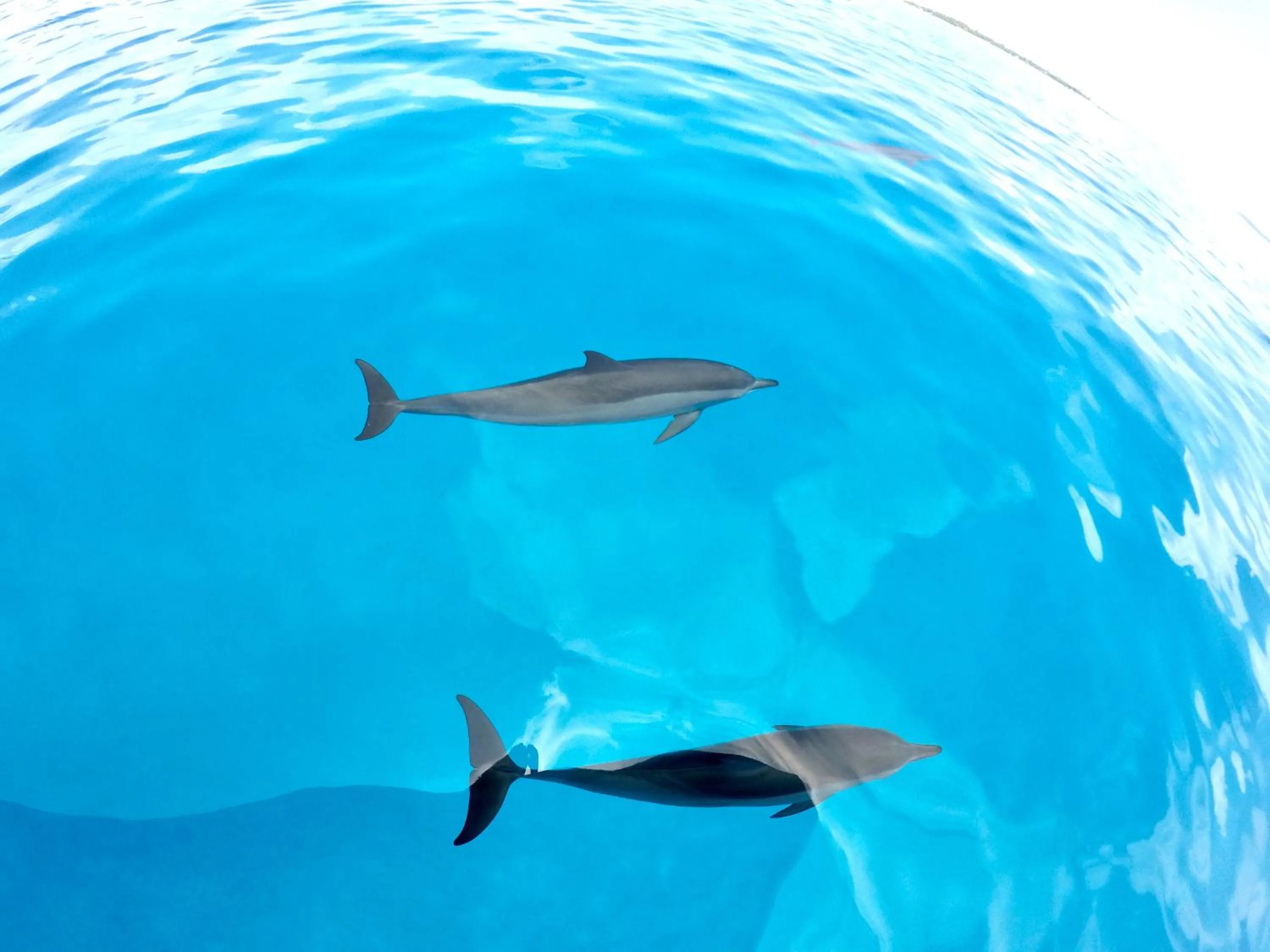 Activities in Ithaa Inn Kamadhoo