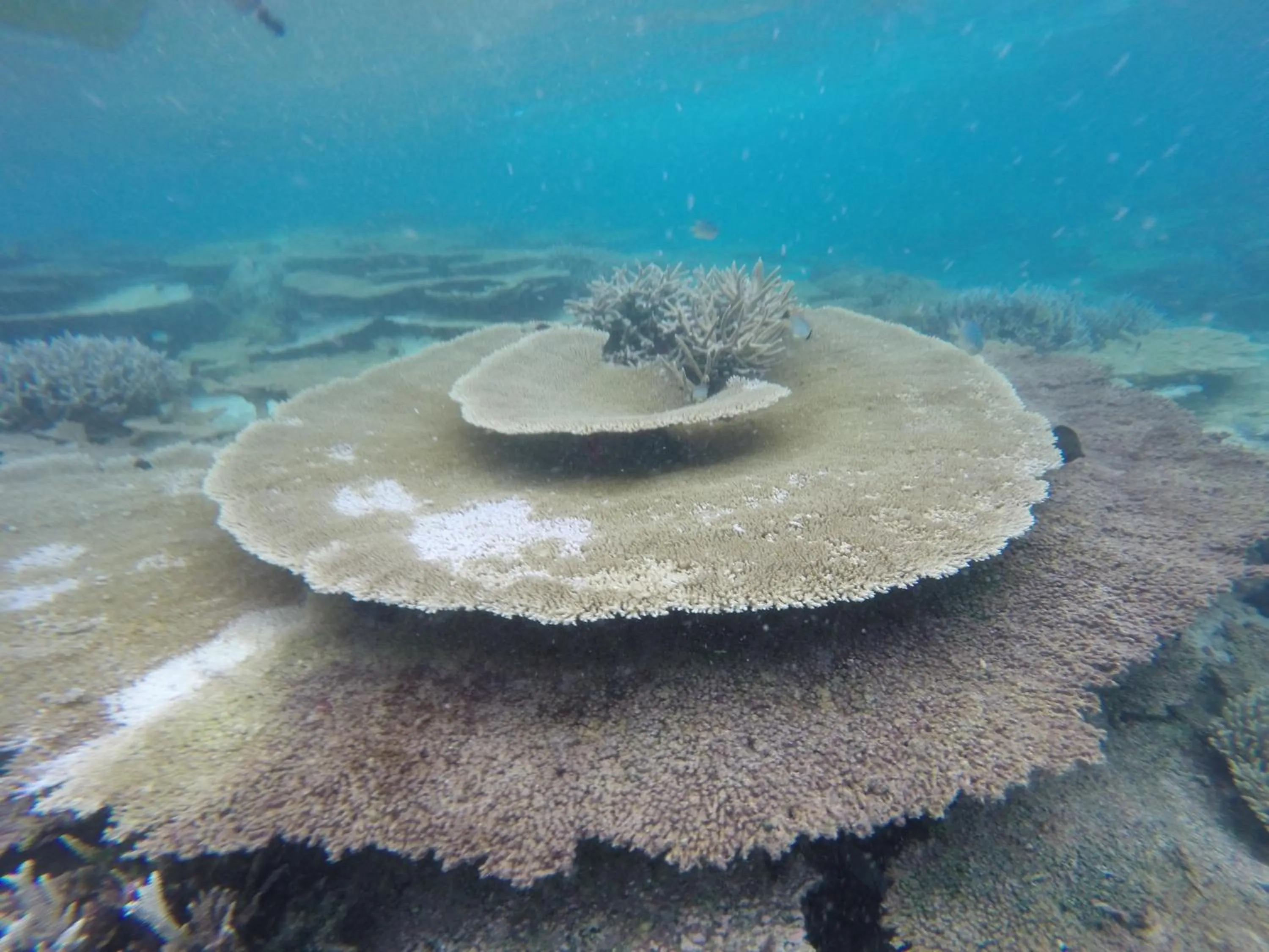 Natural landscape in Holiday Haven Ukulhas