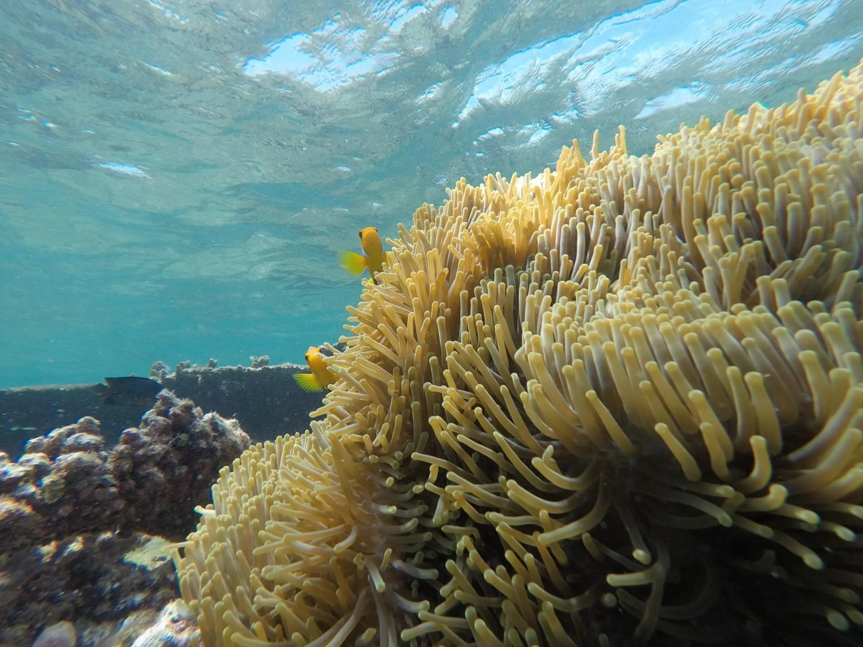 Activities in Holiday Haven Ukulhas