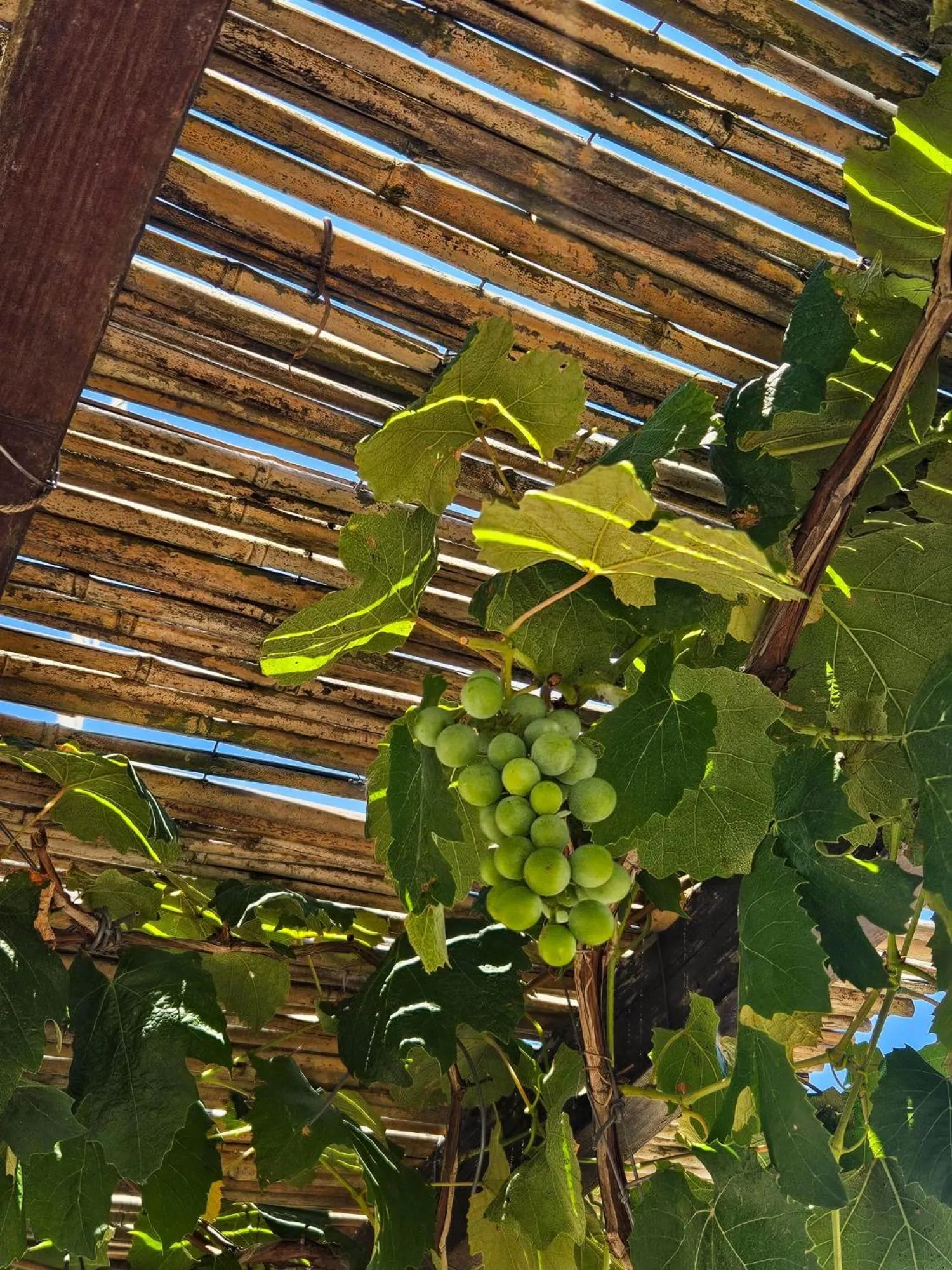 Balcony/Terrace in B&B Pergulea