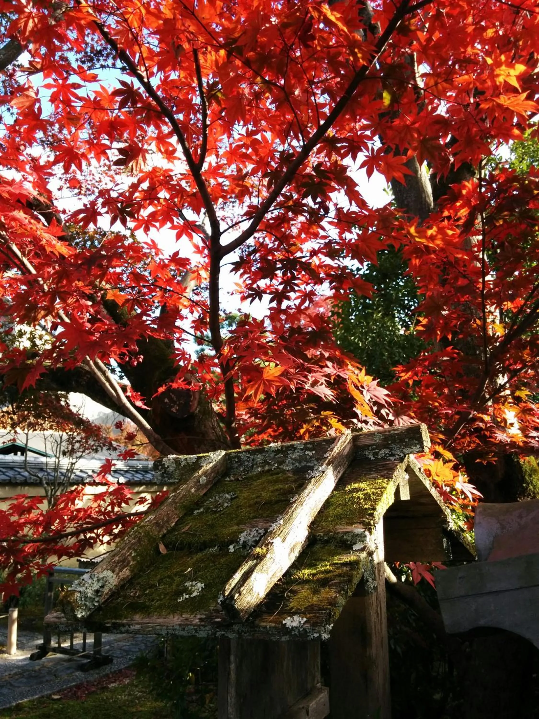Neighbourhood in Murasakino Guesthouse