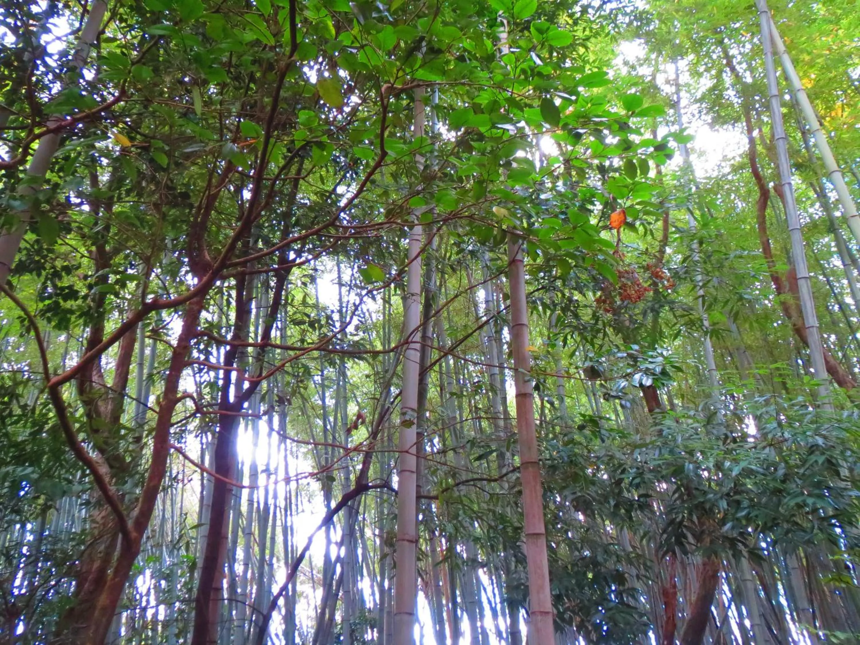 Neighbourhood in Murasakino Guesthouse