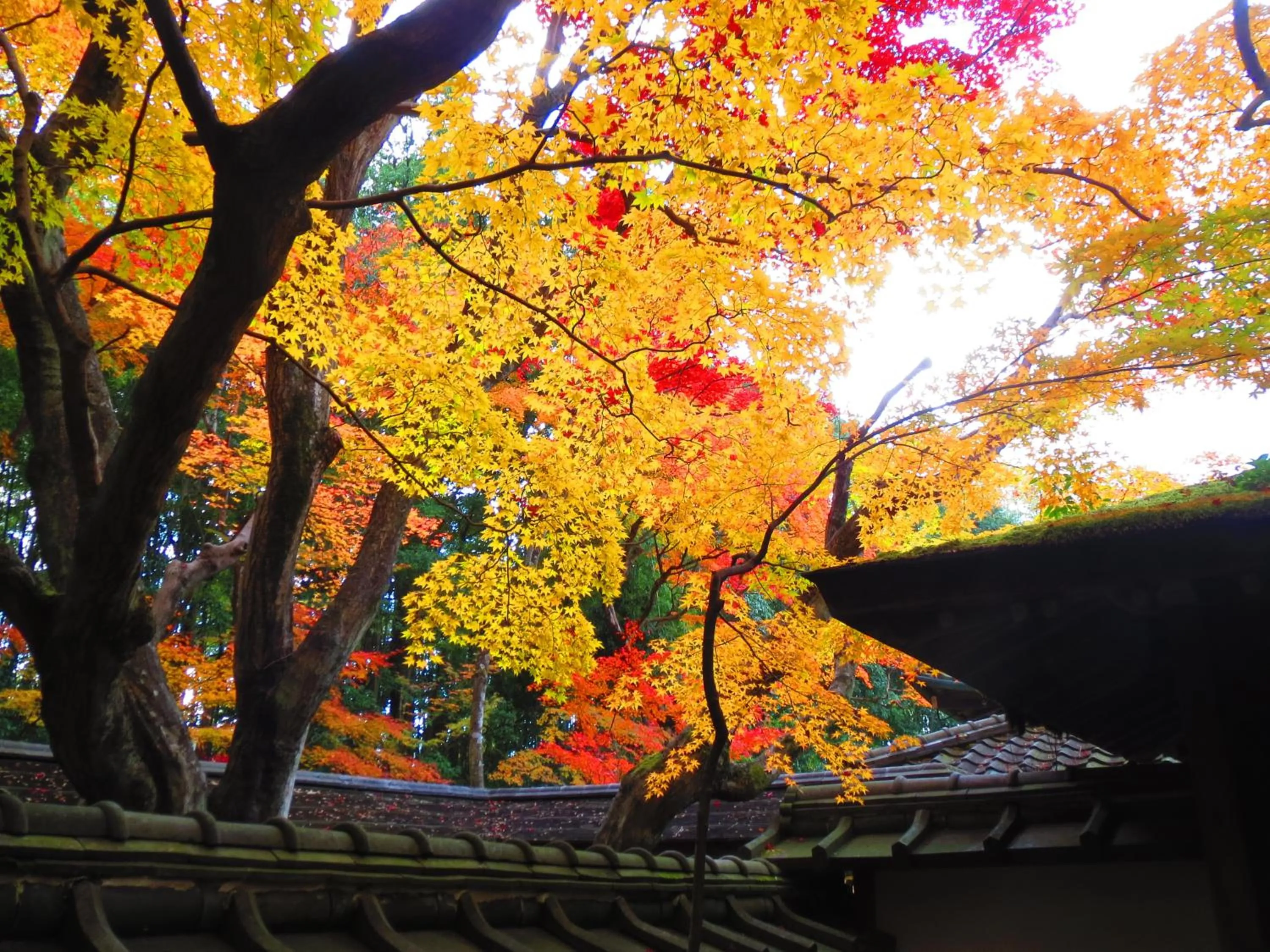 Neighbourhood in Murasakino Guesthouse