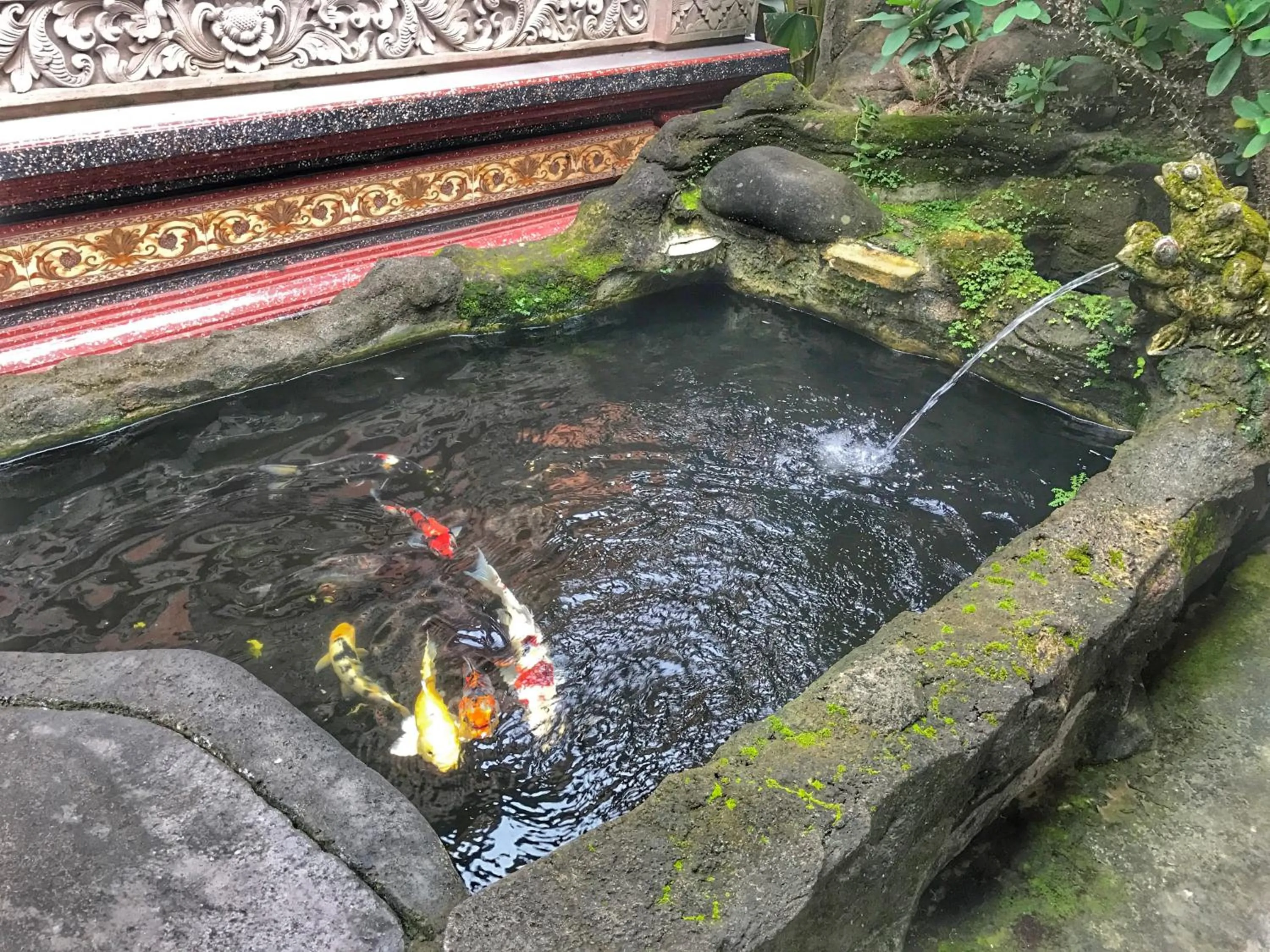 Garden in Sapta House
