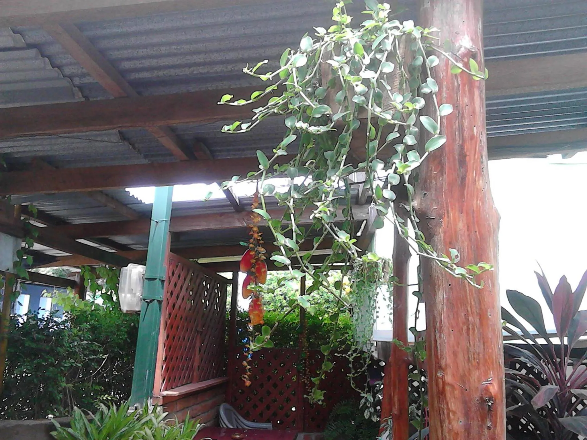 Balcony/Terrace in Hostel Julieta