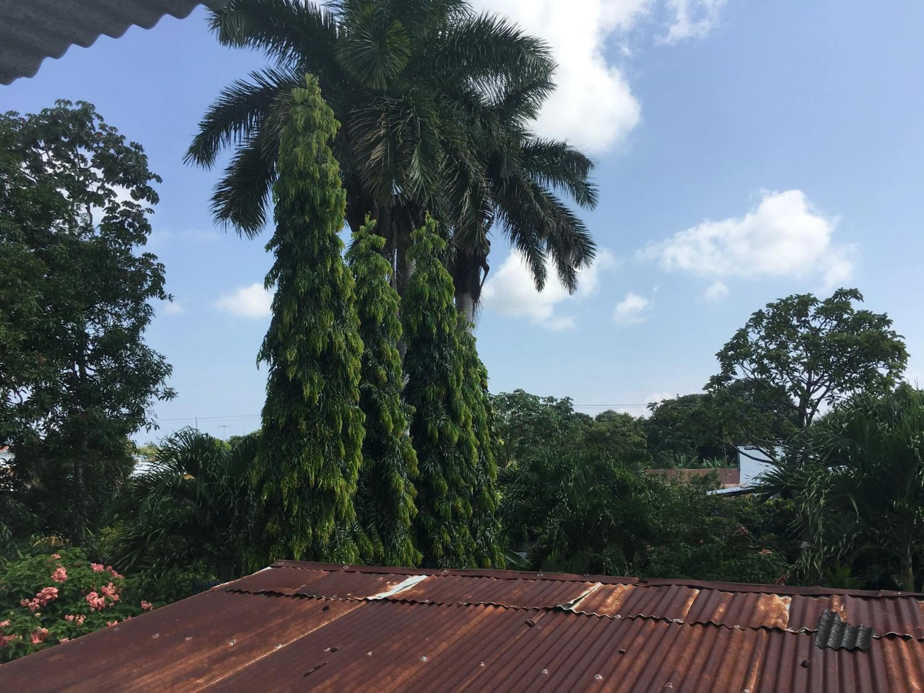 Hostel Julieta