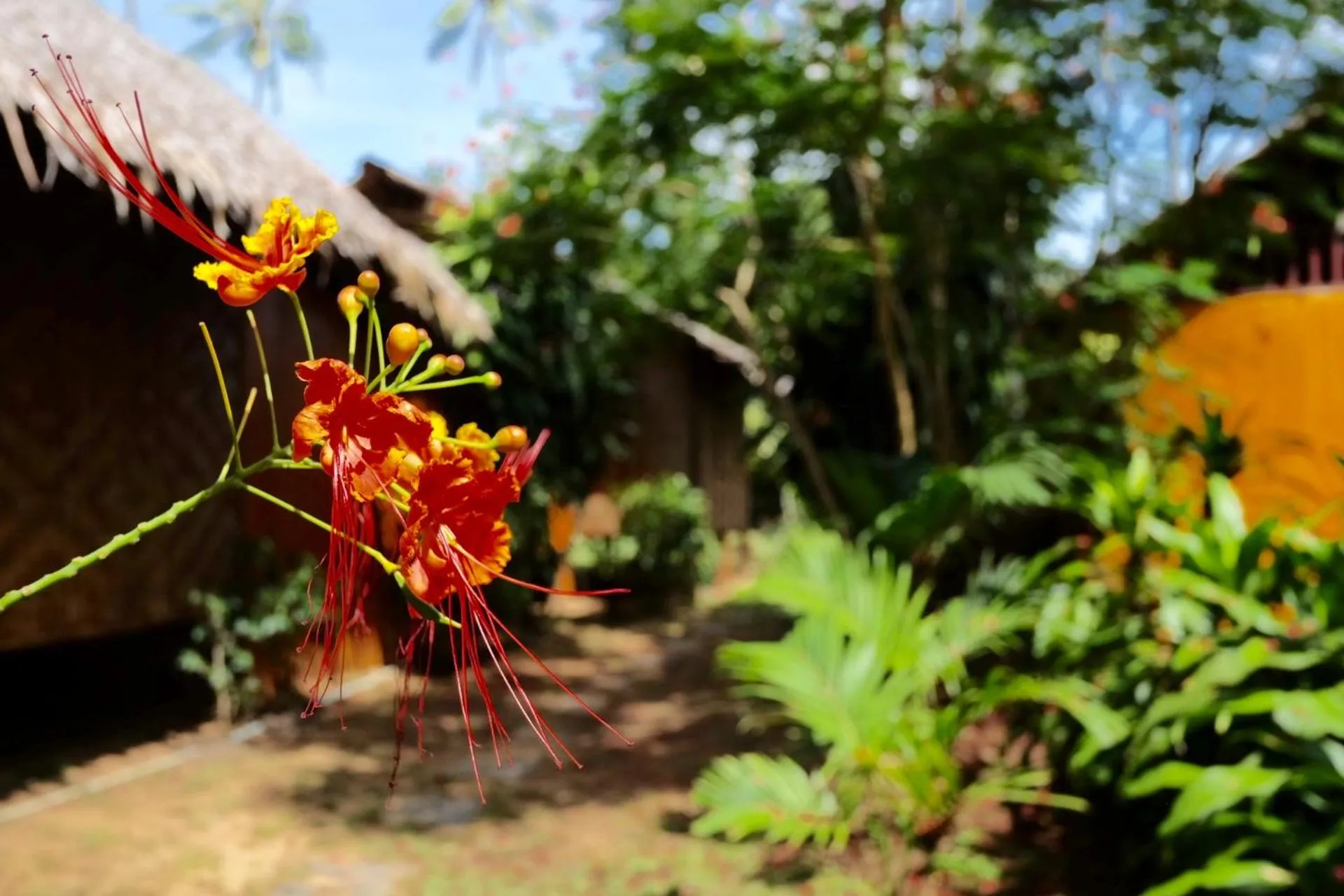 Garden in Andaman Sunflower