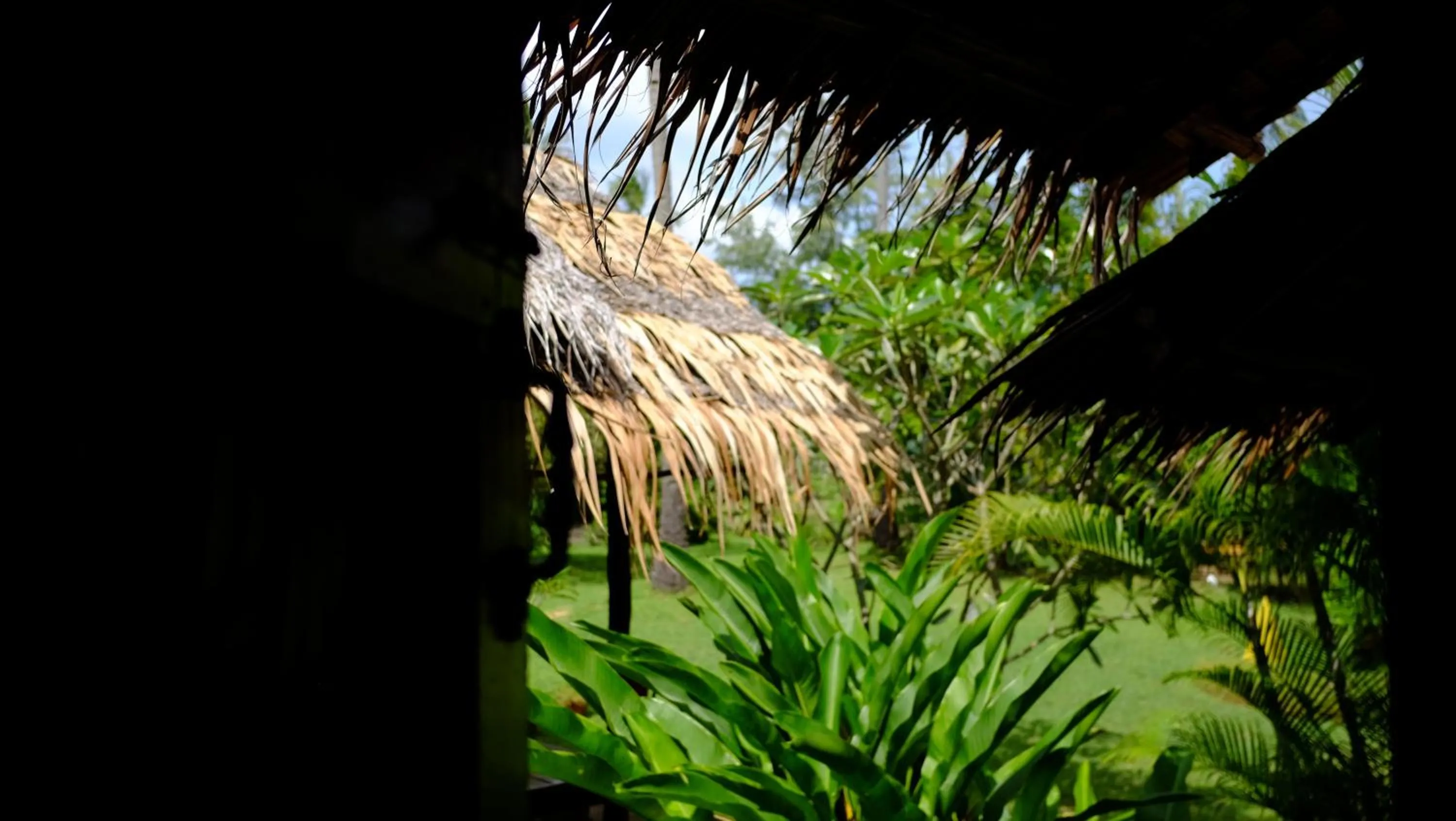 Garden in Andaman Sunflower