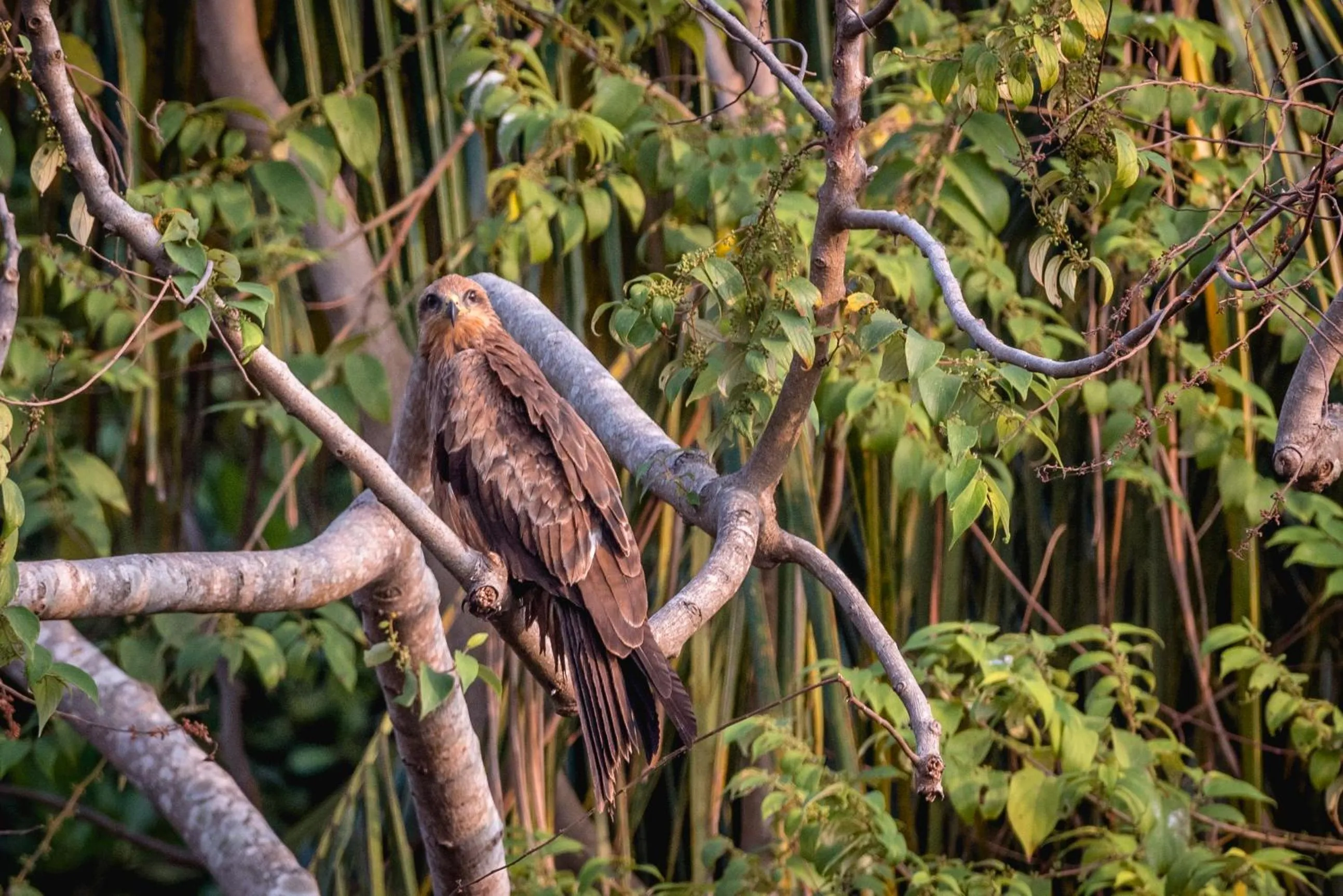SwaSwara Wellness - A CGH Earth Experience, Gokarna