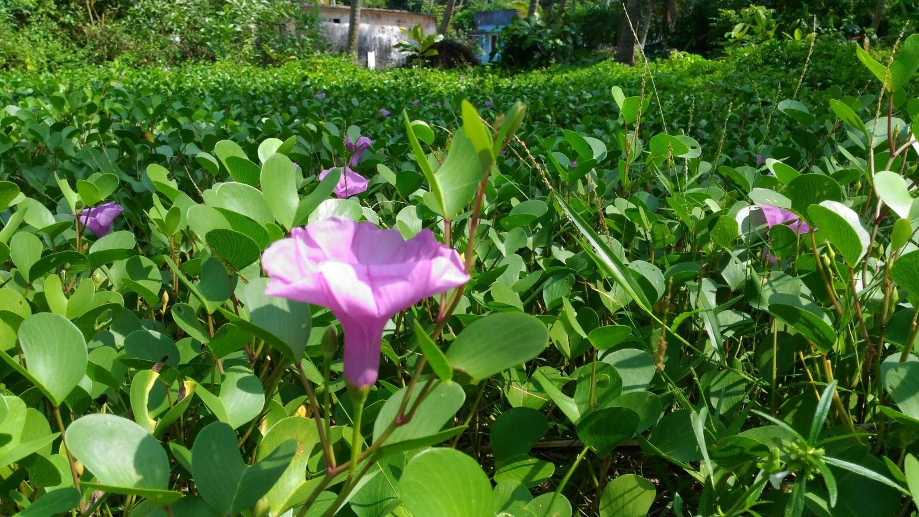 Marari Das Beach Villa