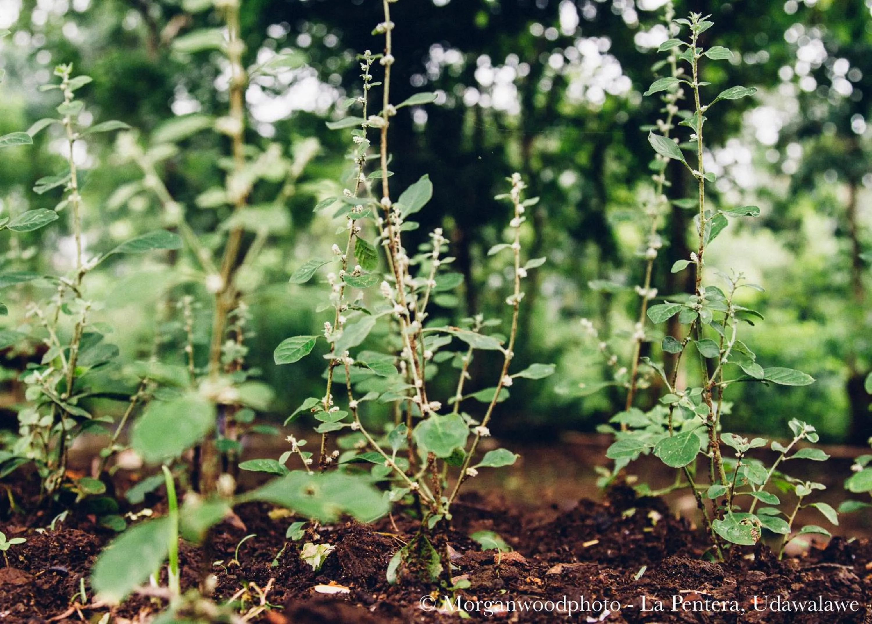 Garden in La Pentera