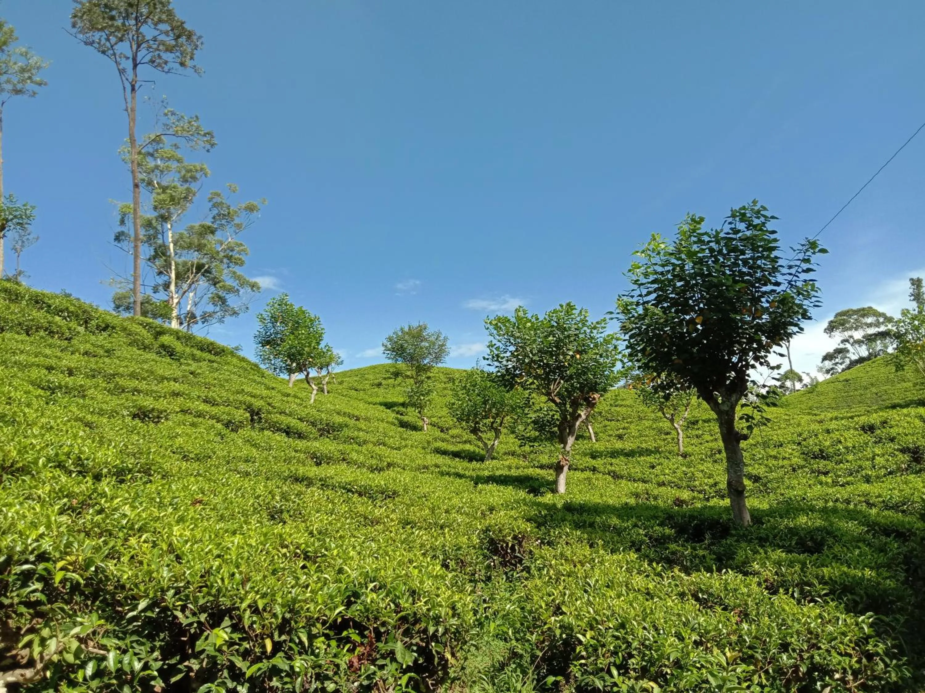 Natural landscape in Daban Homestay Ella
