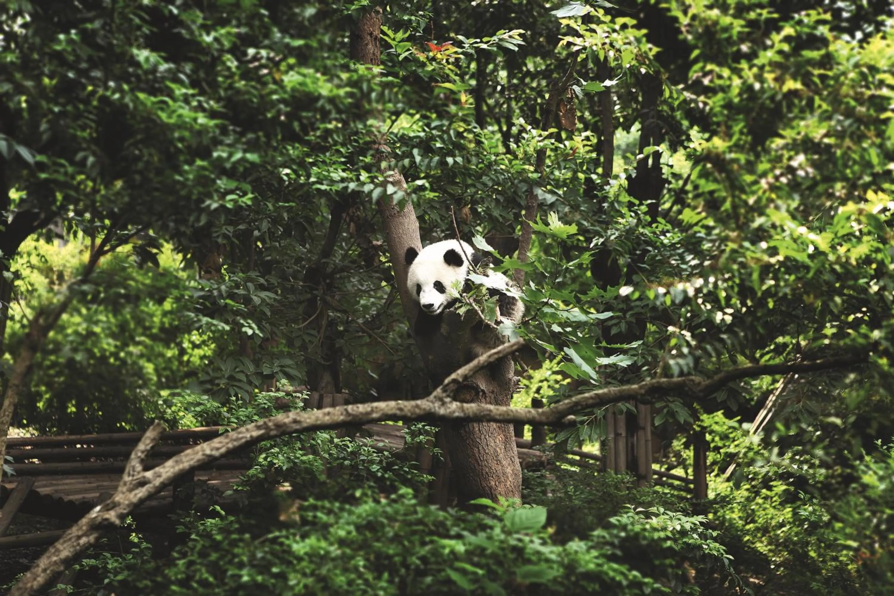 Natural landscape in Chengdu Marriott Hotel Financial Centre