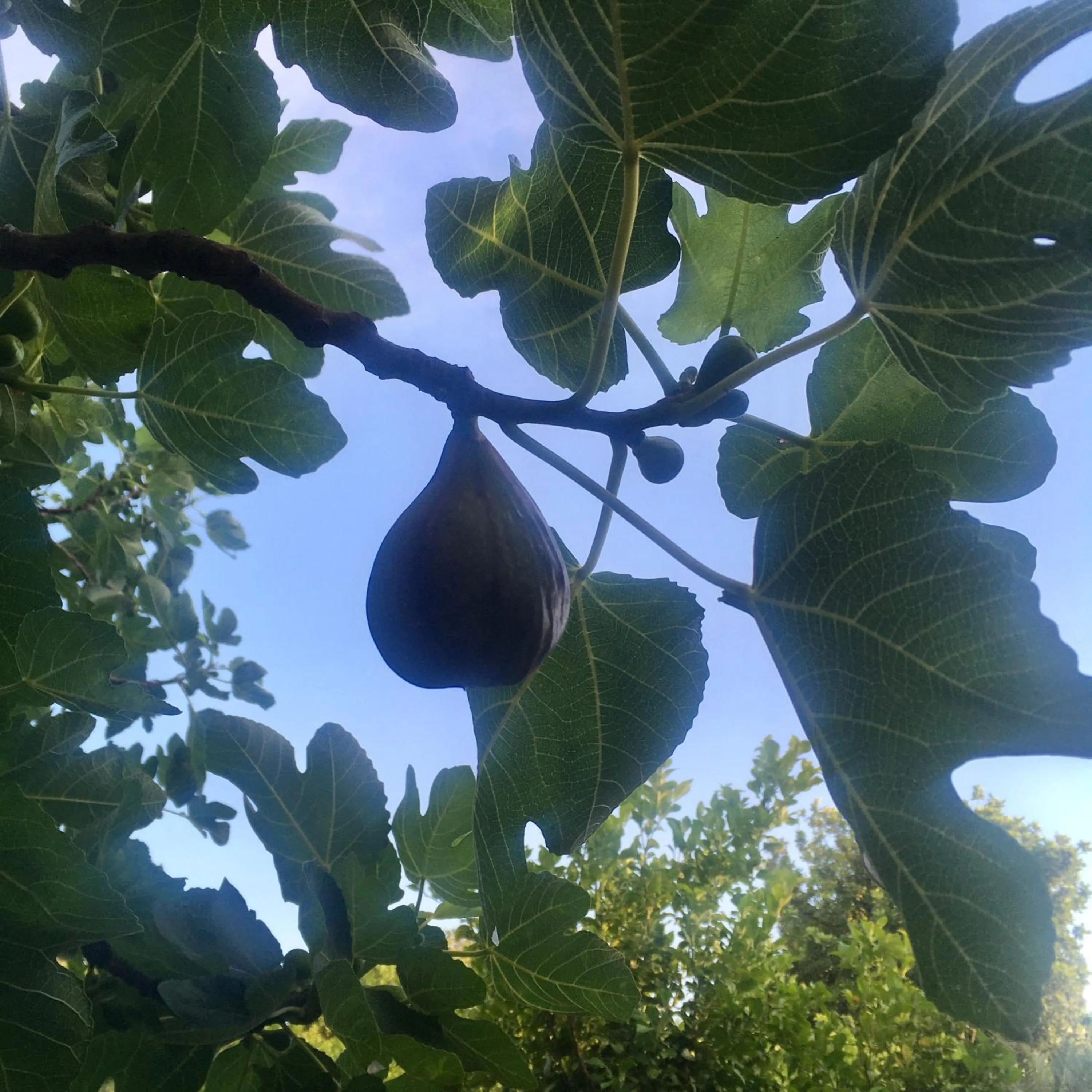 Garden in Finca Fahala