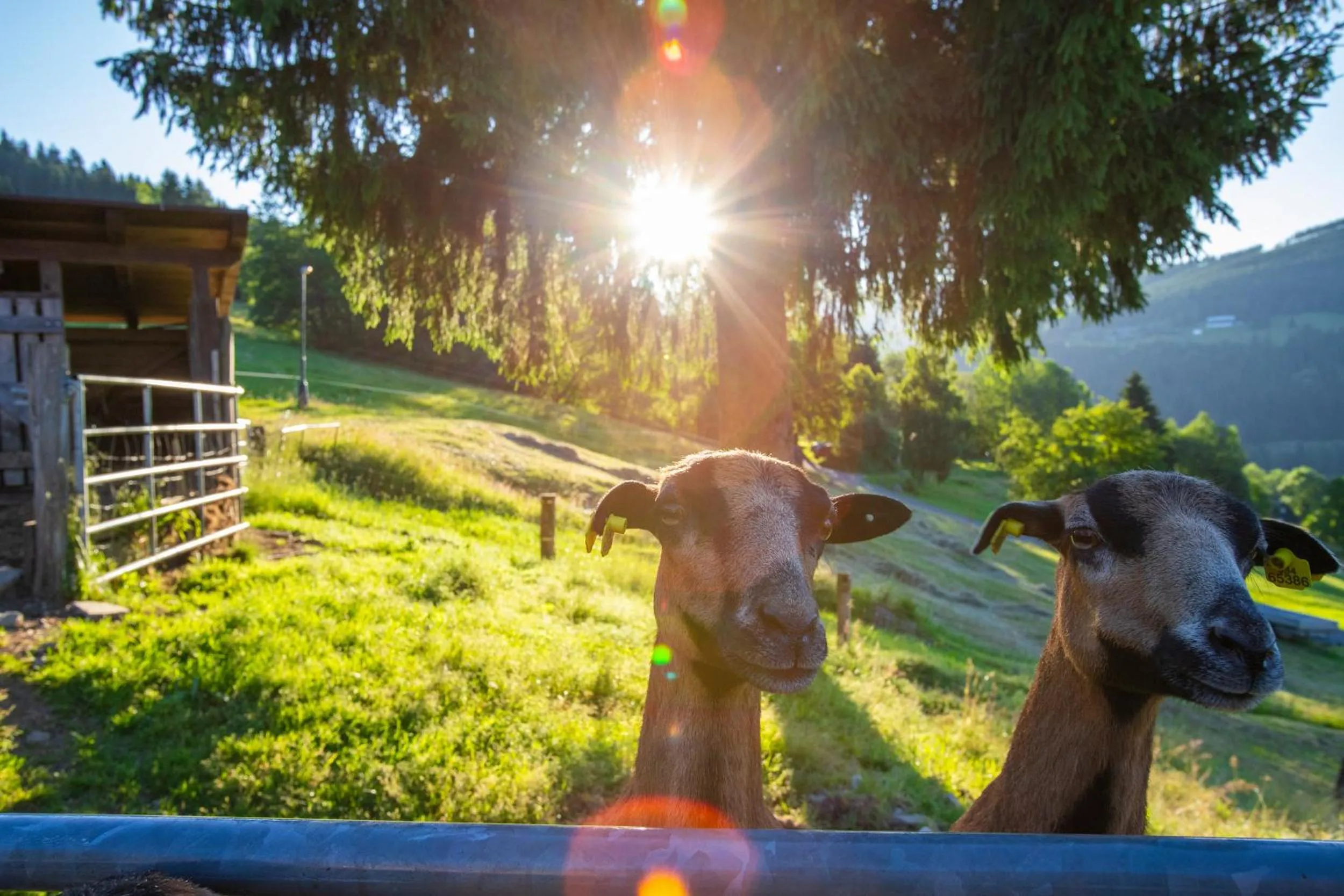 Activities in Amenity Hotel & Resort Špindlerův Mlýn