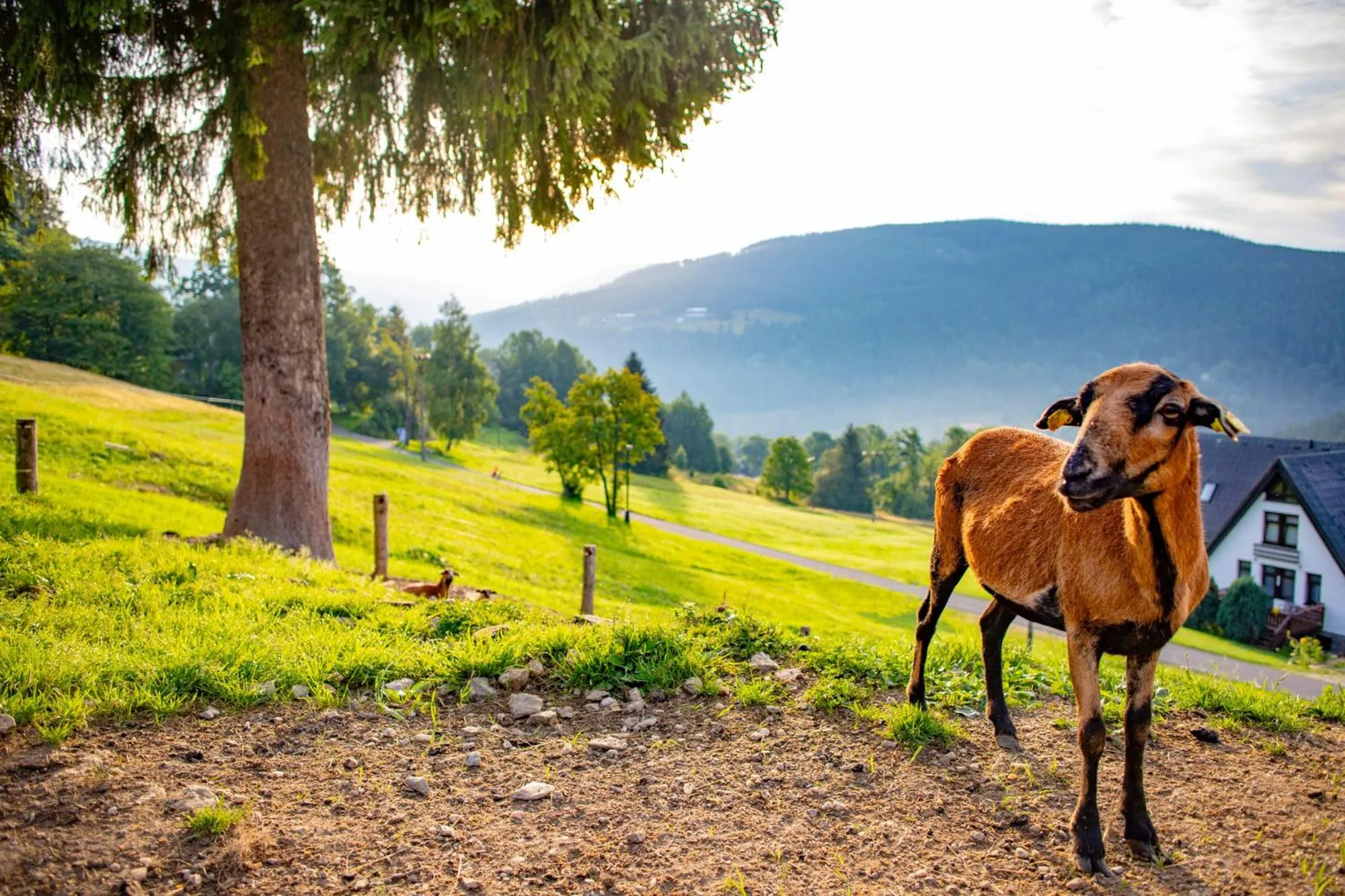 Mountain view in Amenity Hotel & Resort Špindlerův Mlýn