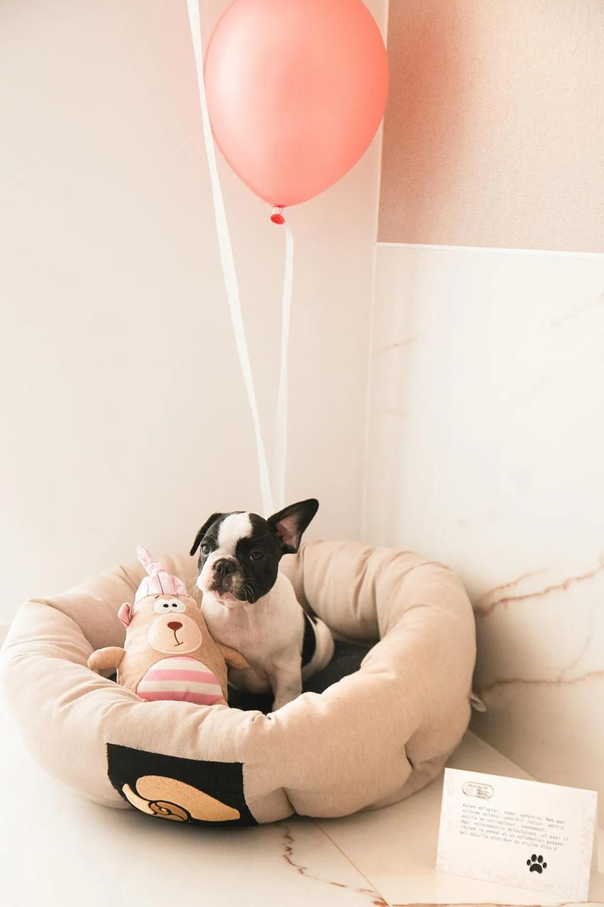 Pets, Bed in Hôtel Marinca & Spa