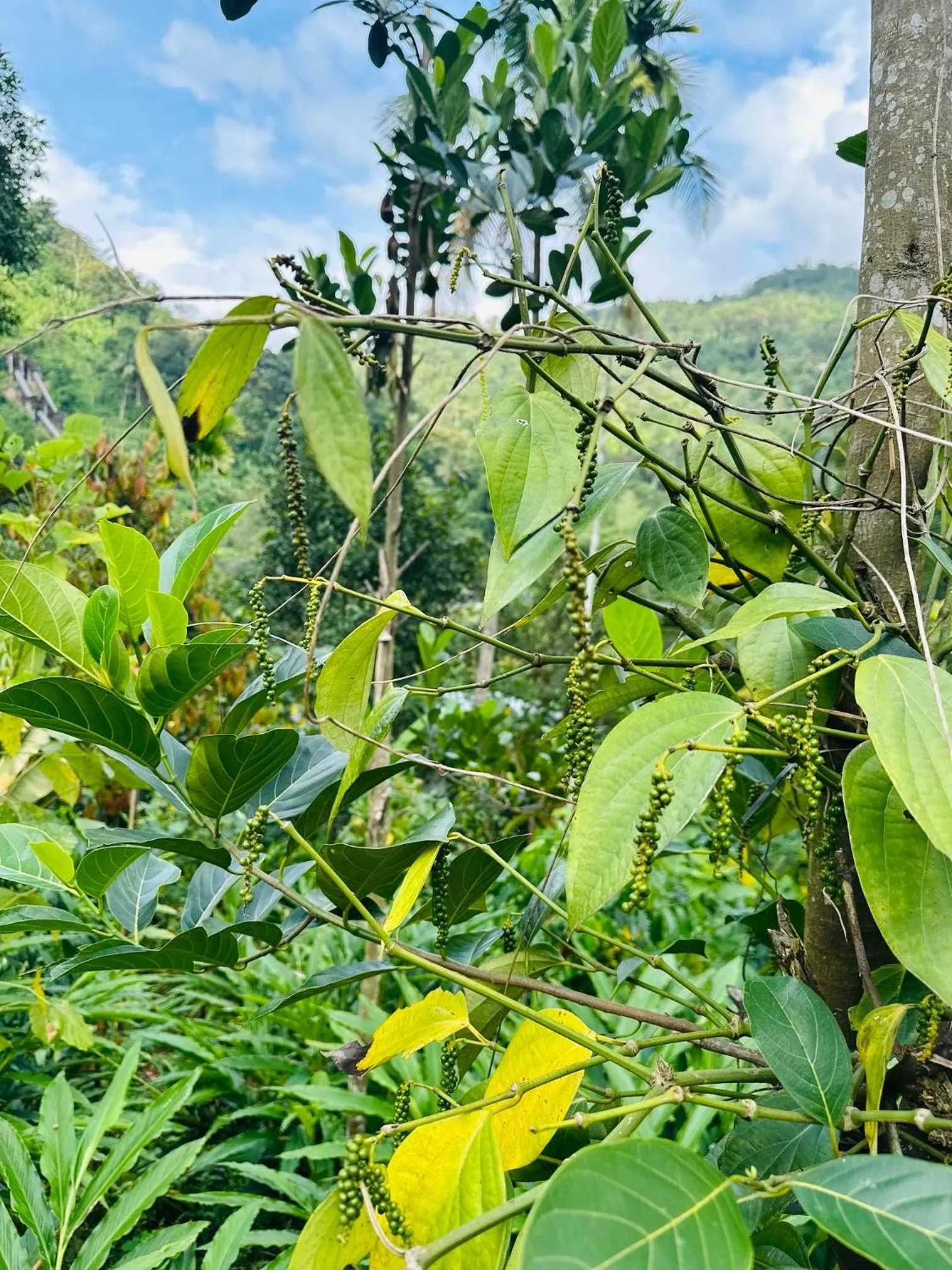 Thoppil Homestay Munnar