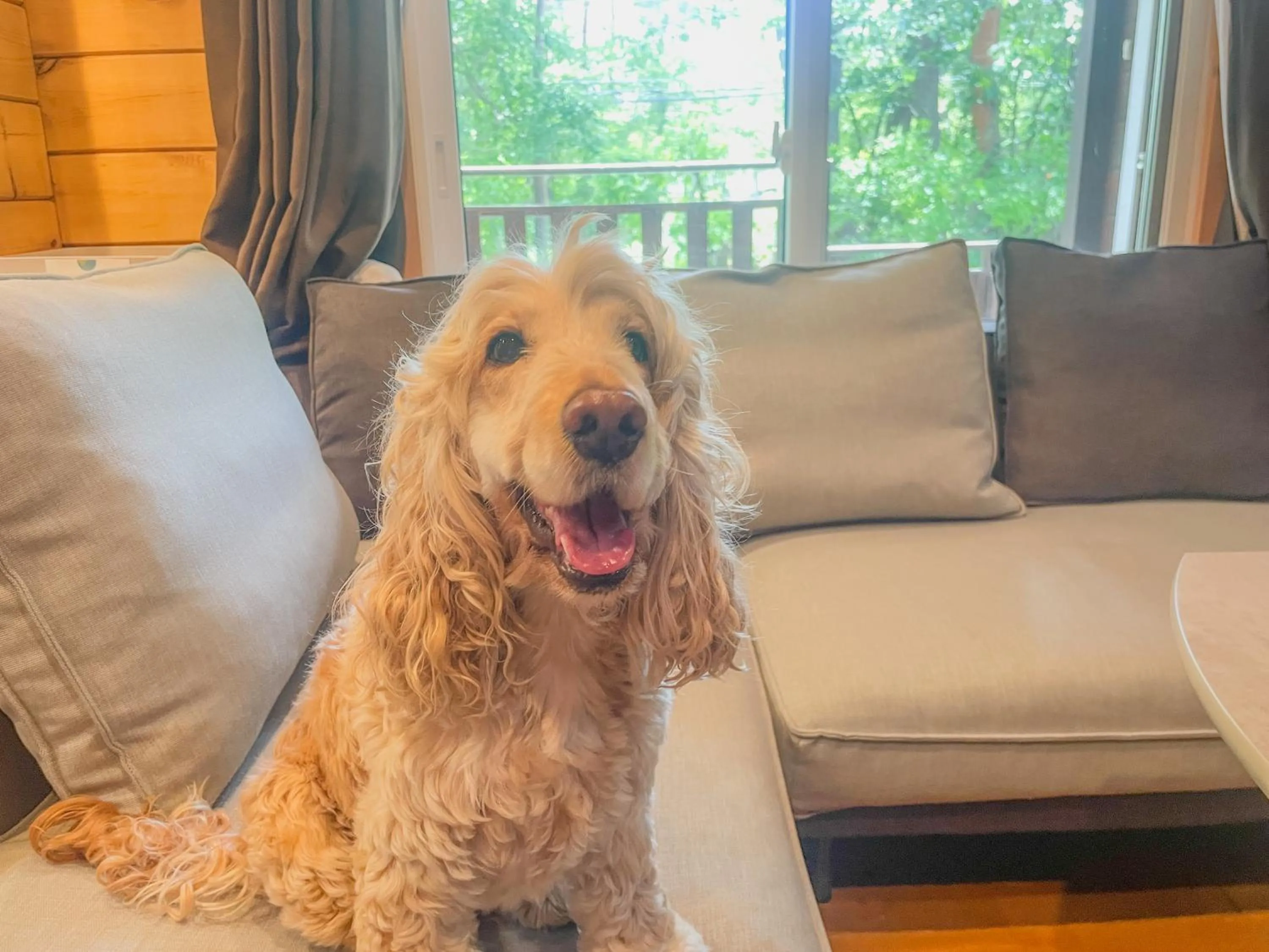pet friendly in HAL Cottage
