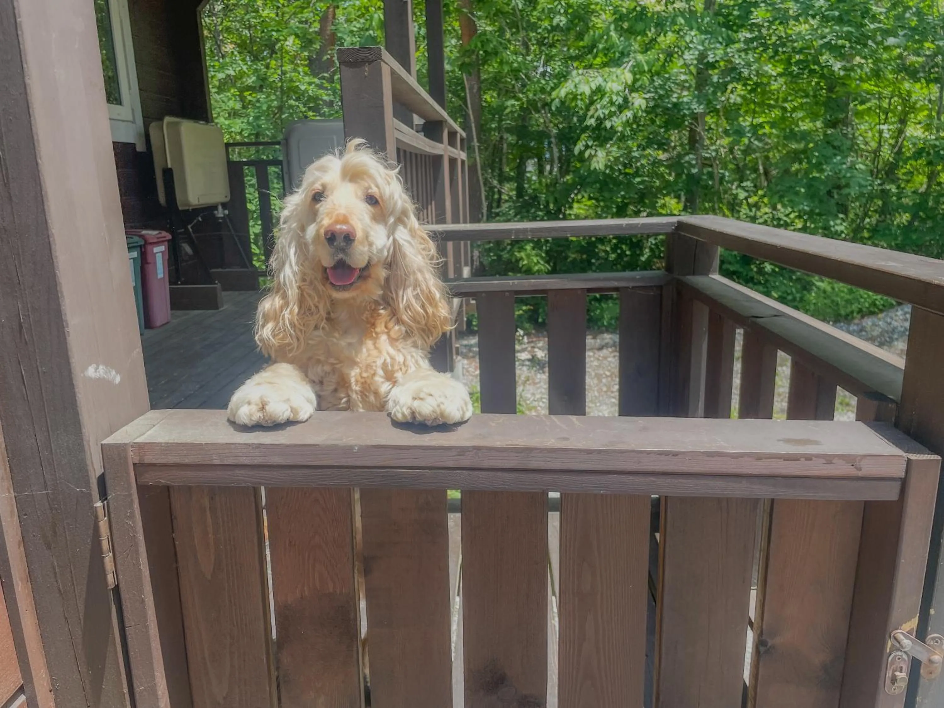 pet friendly in HAL Cottage