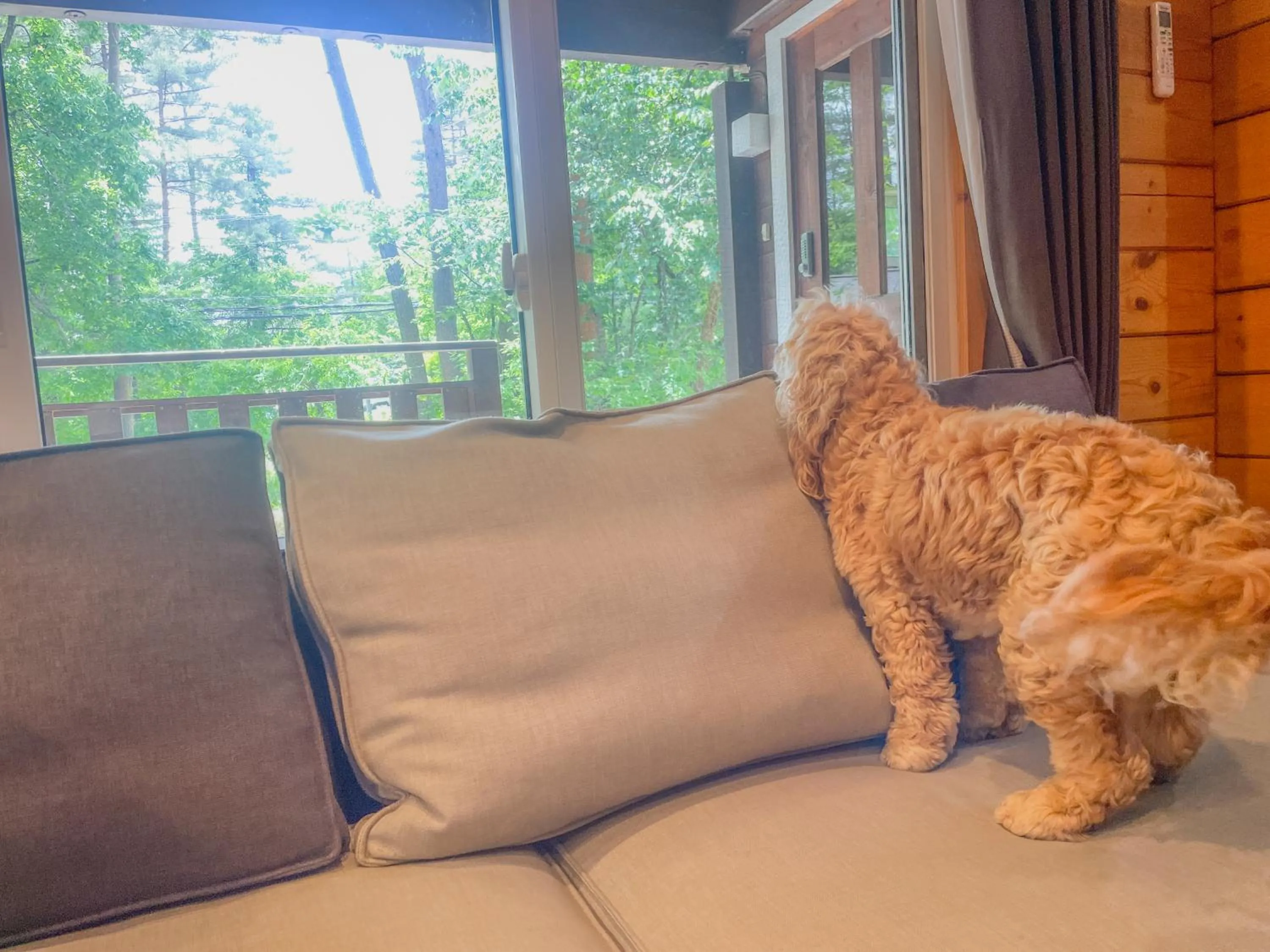 pet friendly in HAL Cottage