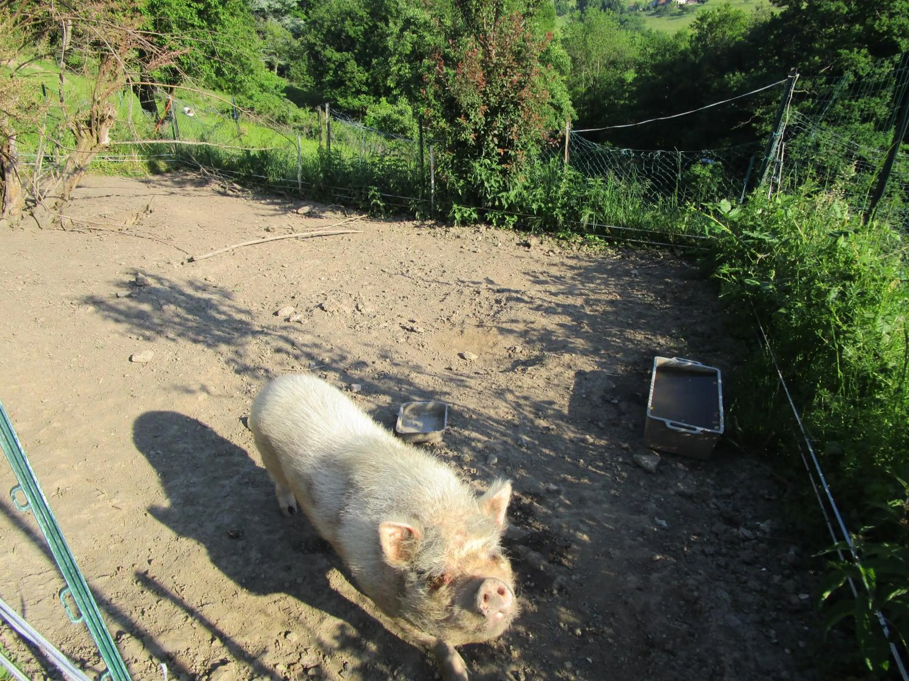 Animals in Fouettara