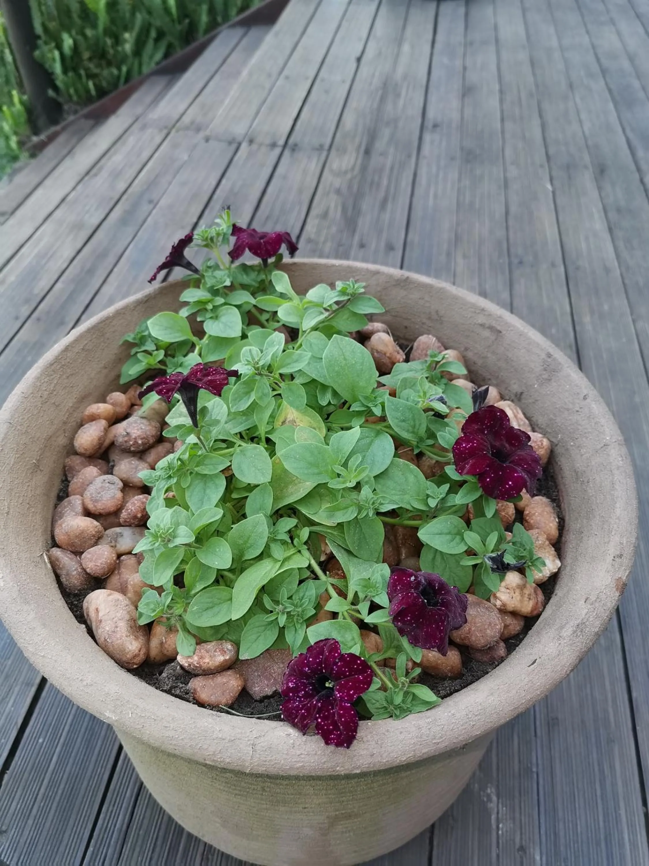 Garden in The Birdhouse Bed & Breakfast #NO Loadshedding #Solar Energy