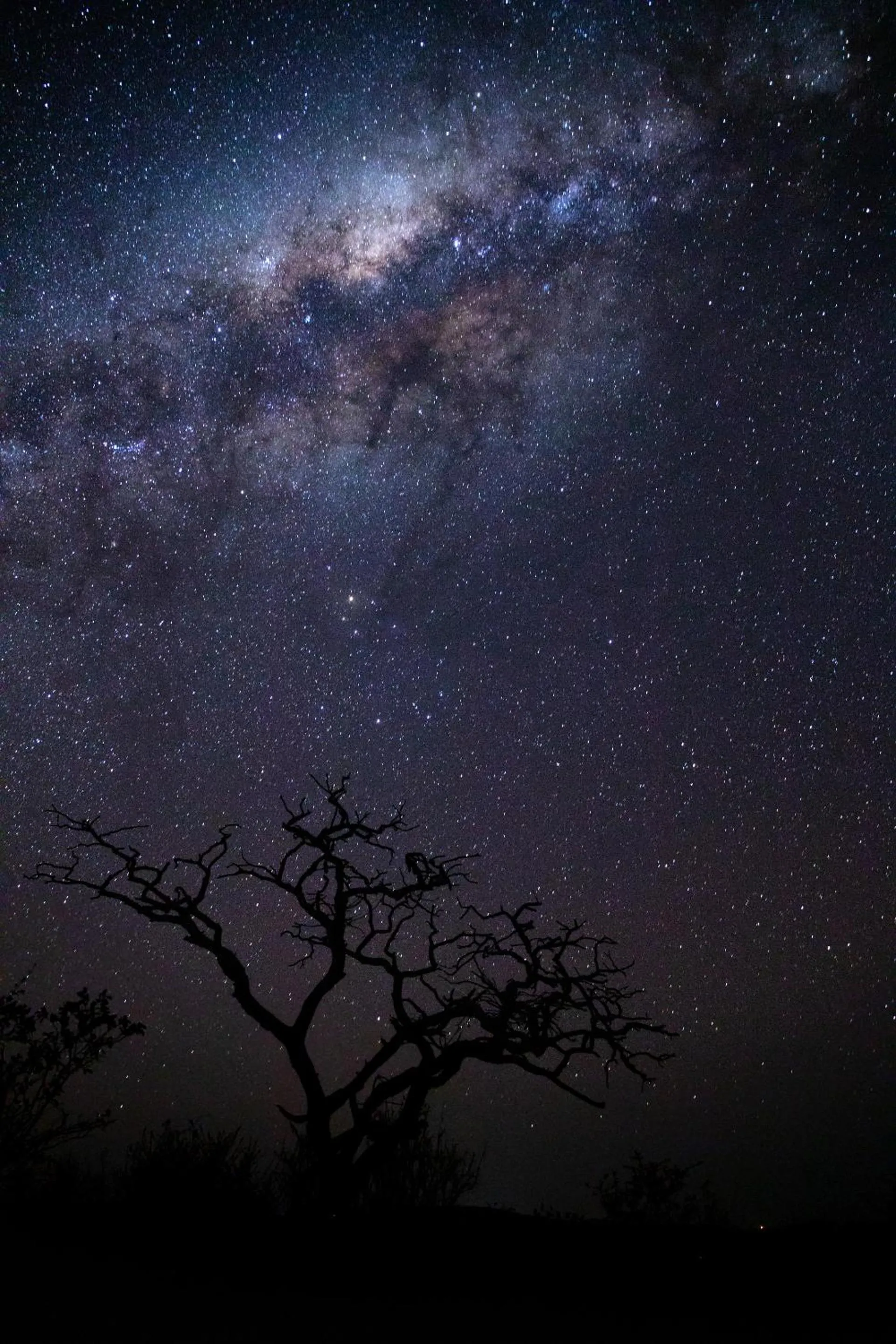 Animals in Nedile Lodge