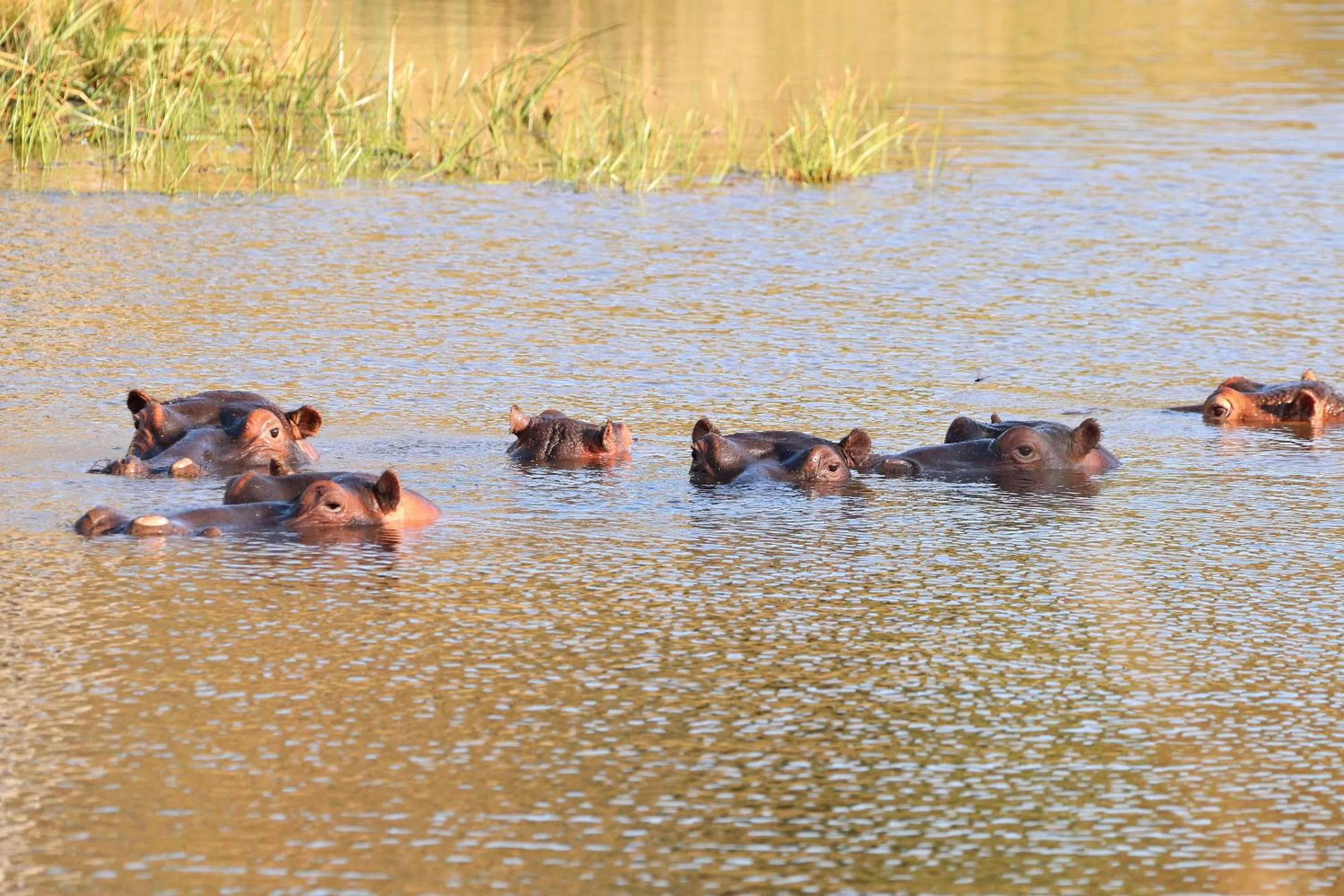 Animals in Nedile Lodge